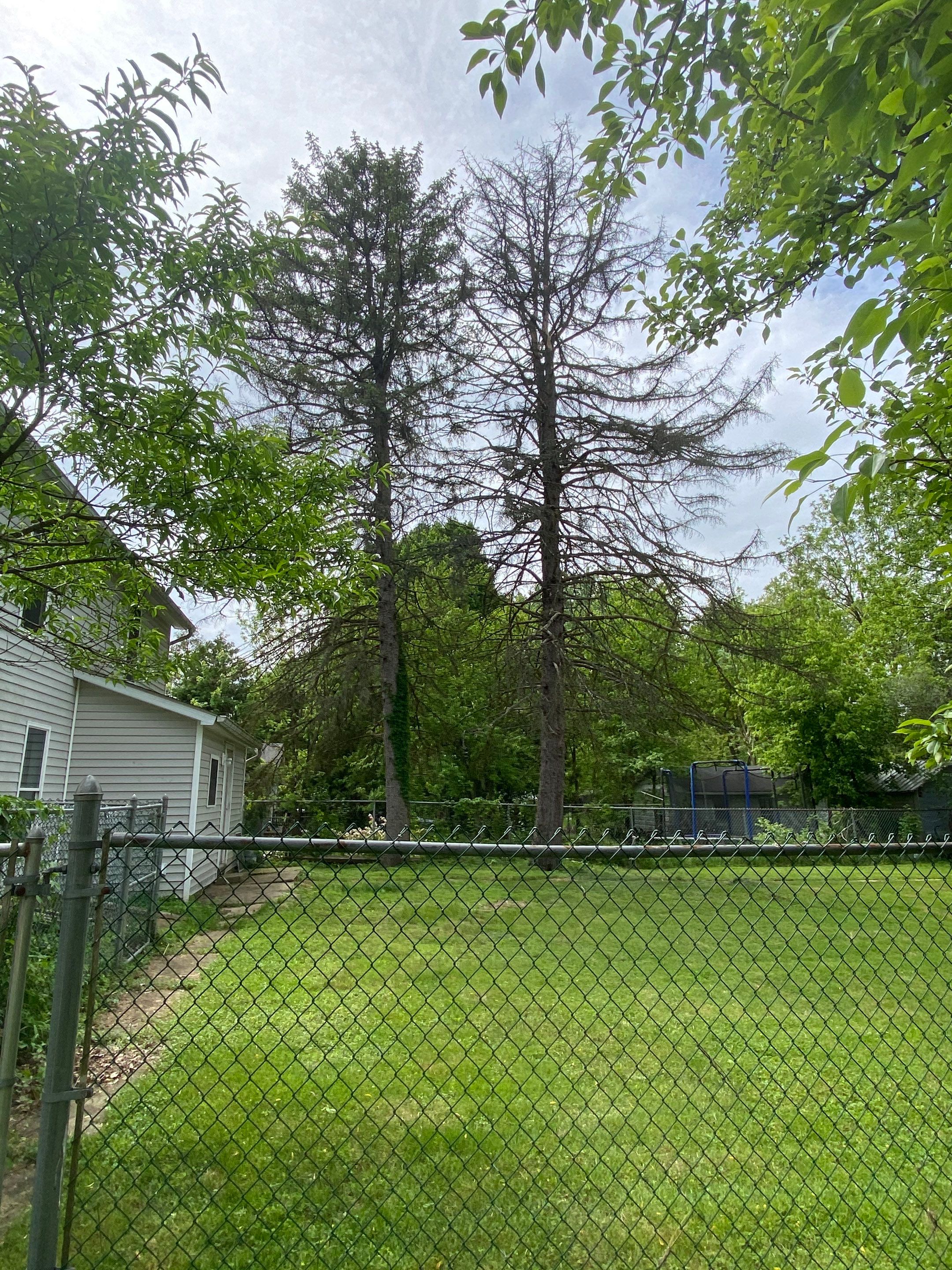 Tree Trimming using Tree Pruing by Mike Jones & Sons Tree Service LLC 