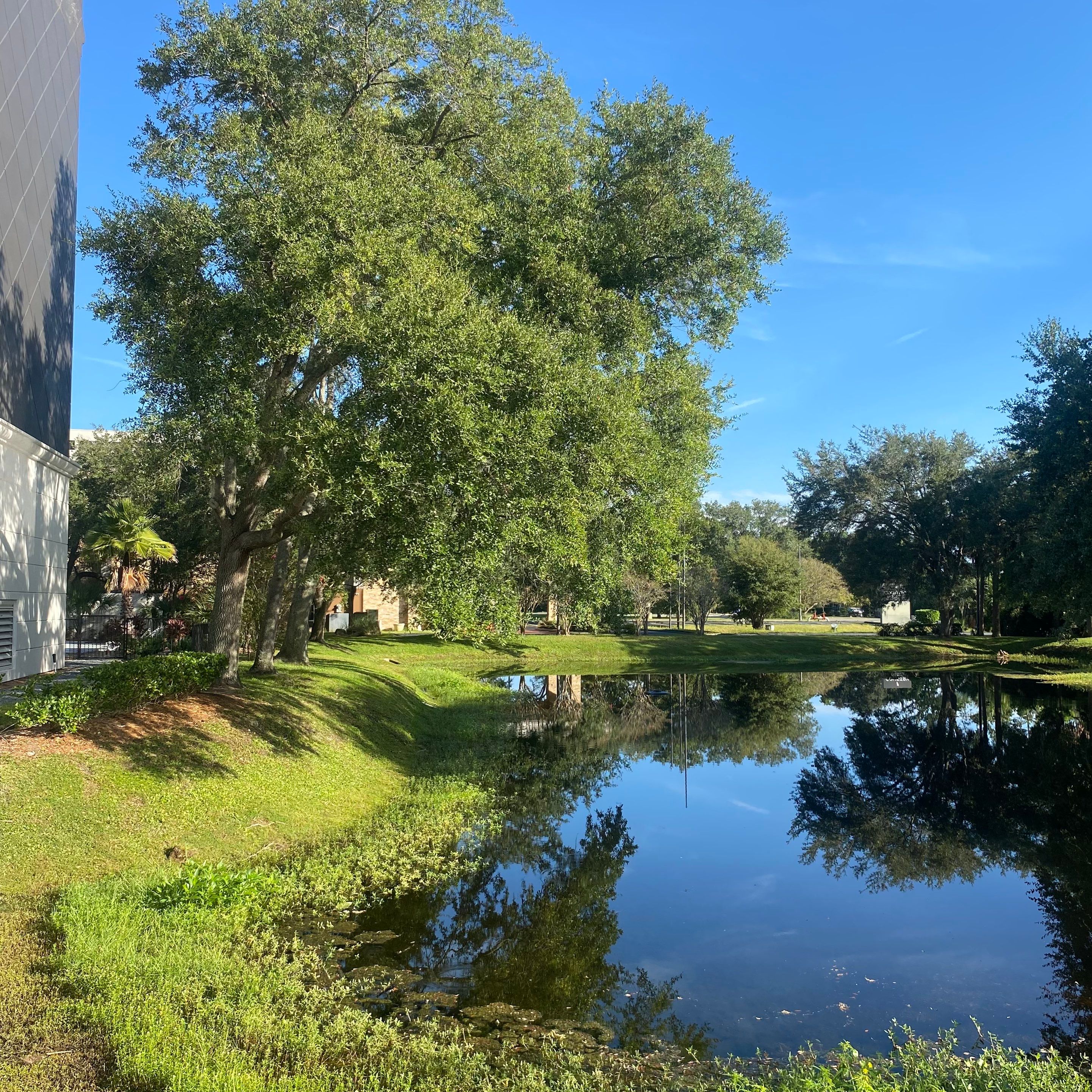 Tree & Shrub Removal | Marriott Hotel by ProGreen Services