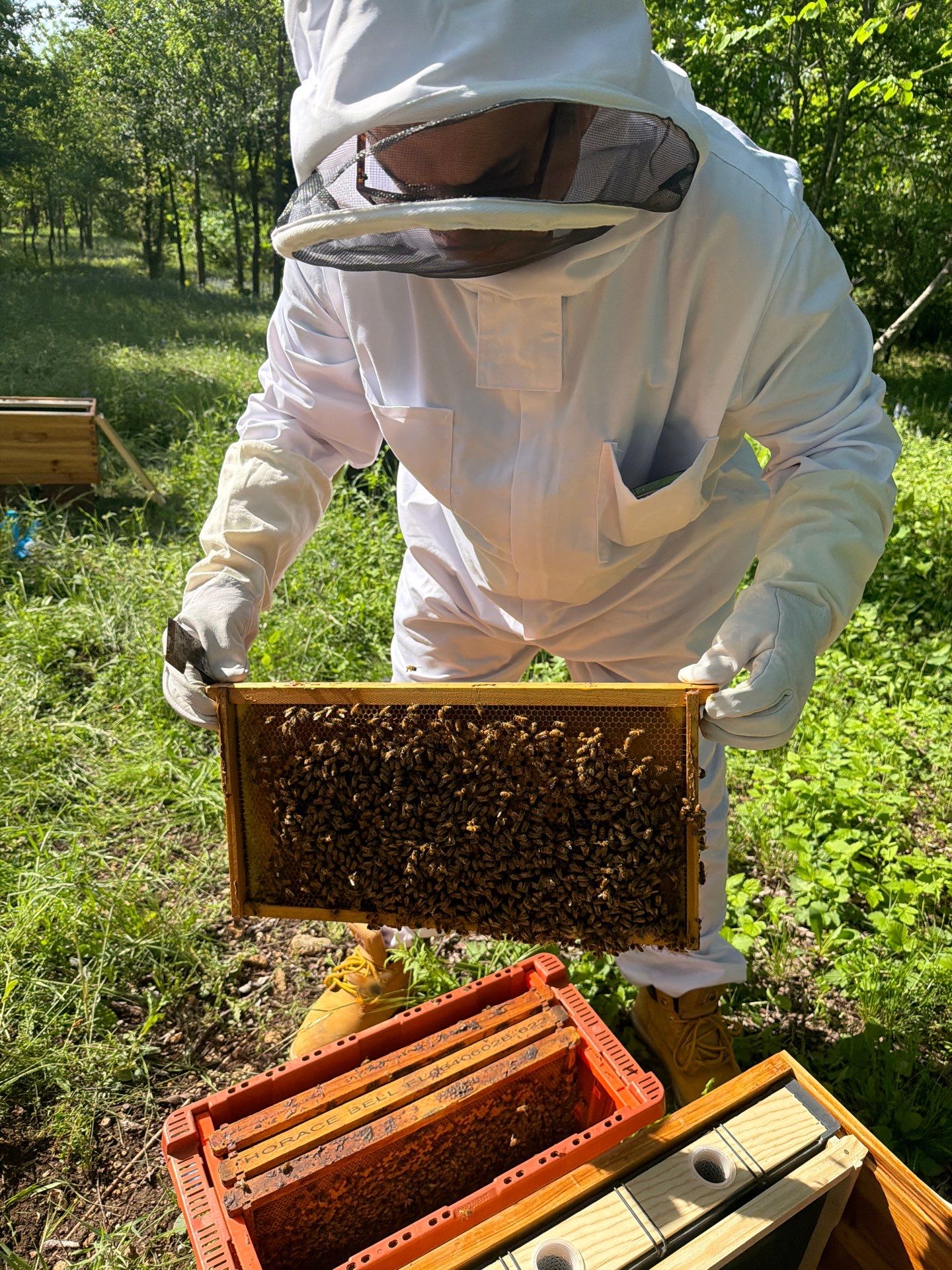 New Beekeeper in Maypearl by Rockwall Honey Bee Company