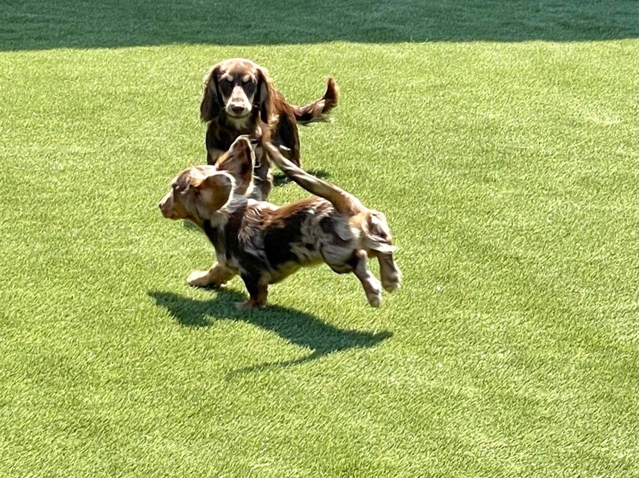 Fairhaven Dachshunds in North Manchster by ForeverLawn NEIN/INDY