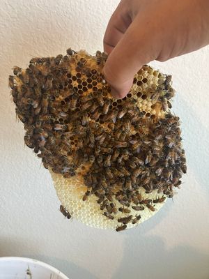 Siding & Bricks = Bees -N- Floors 