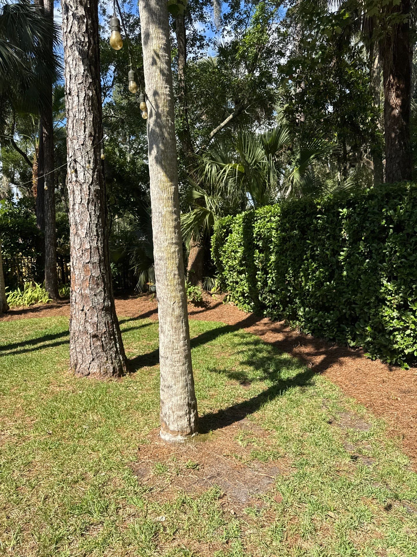 Residential | Pine Straw Install by ProGreen Services