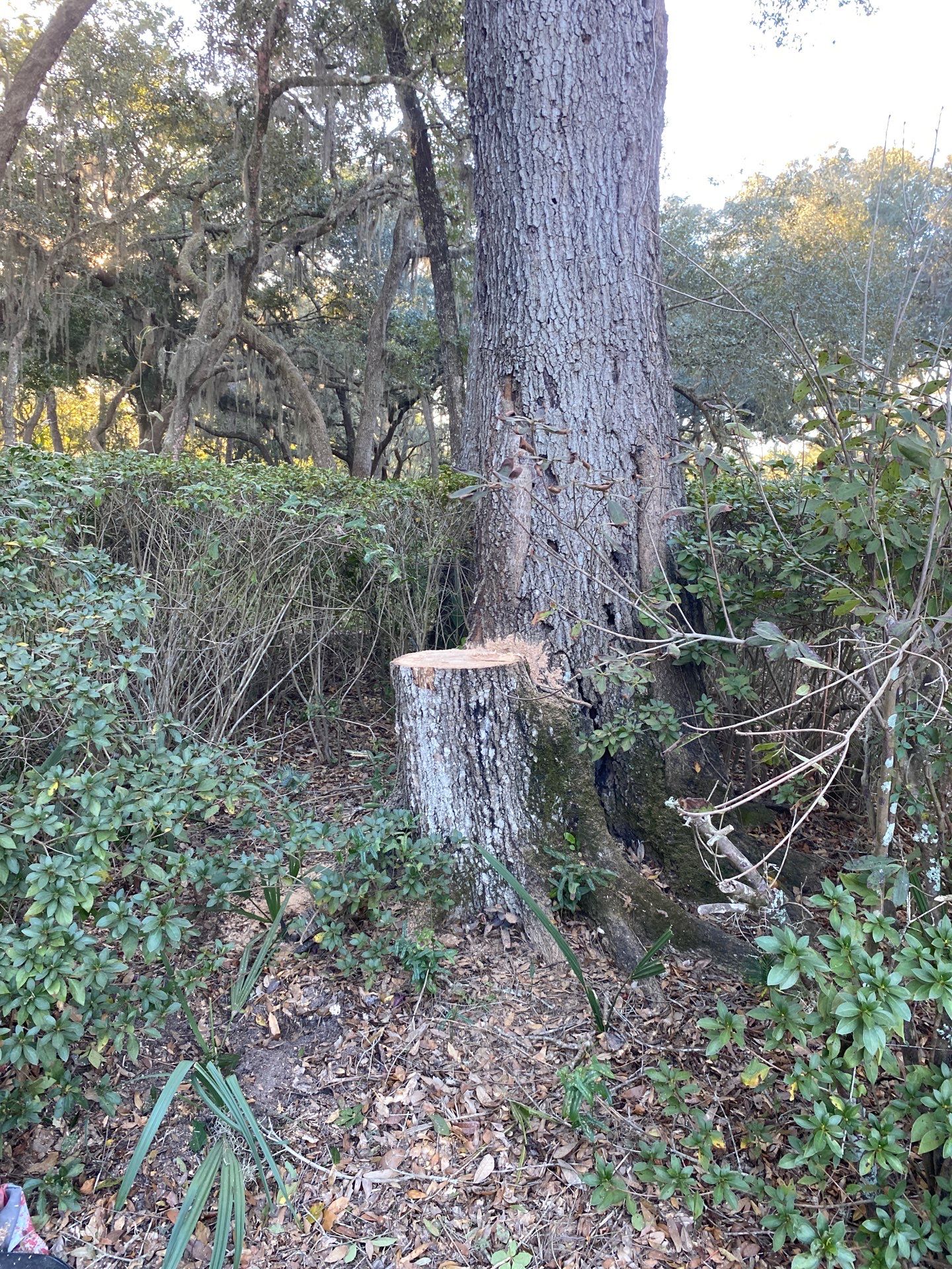 Deerwood Resident | Tree Removal & Trimming by ProGreen Services