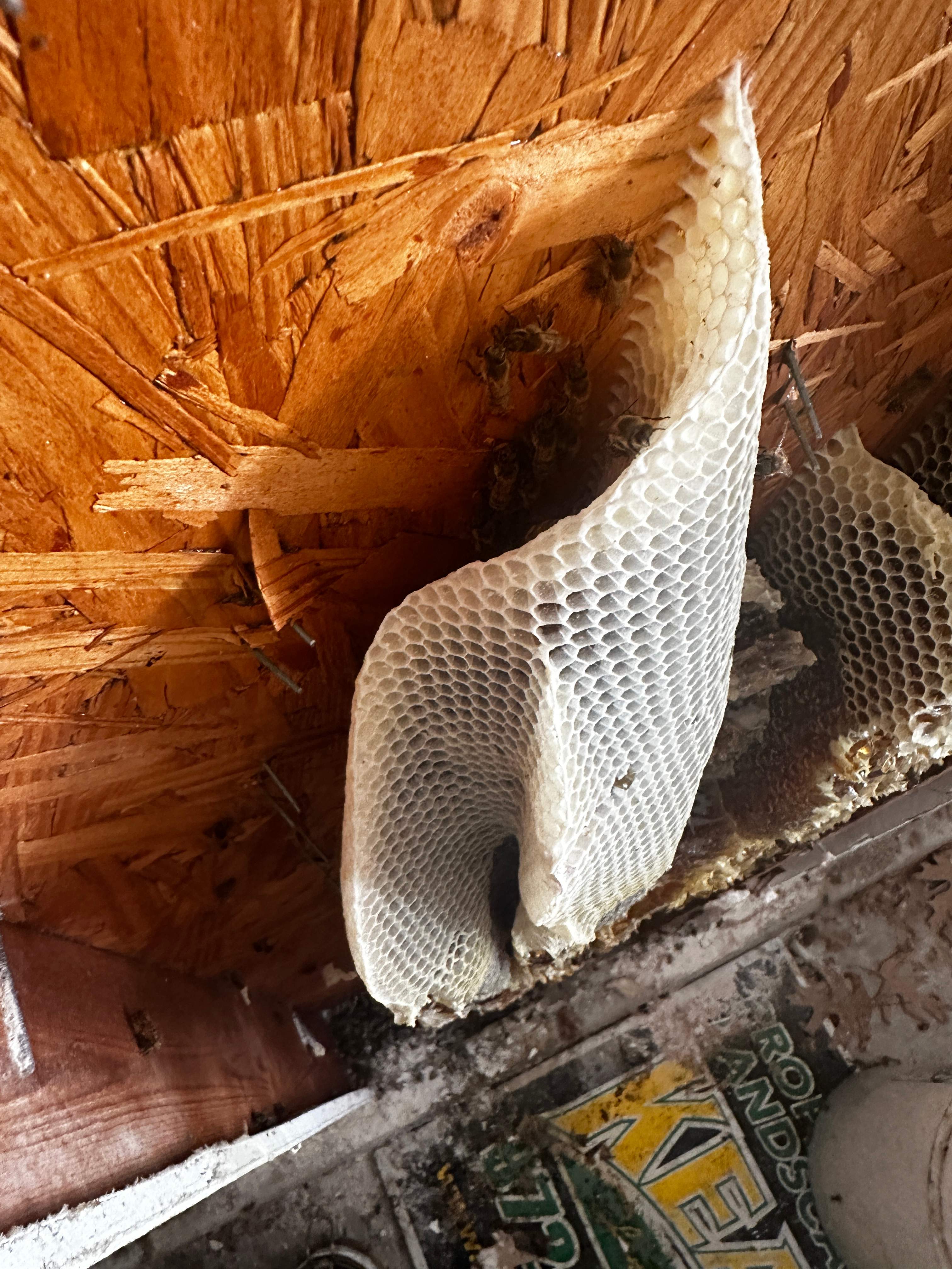 Beautiful Fresh Comb by Rockwall Honey Bee Company