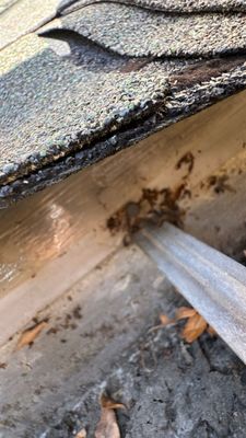 Turtle Shell gutter protection installation in St. Charles, IL 60174, photograph 29