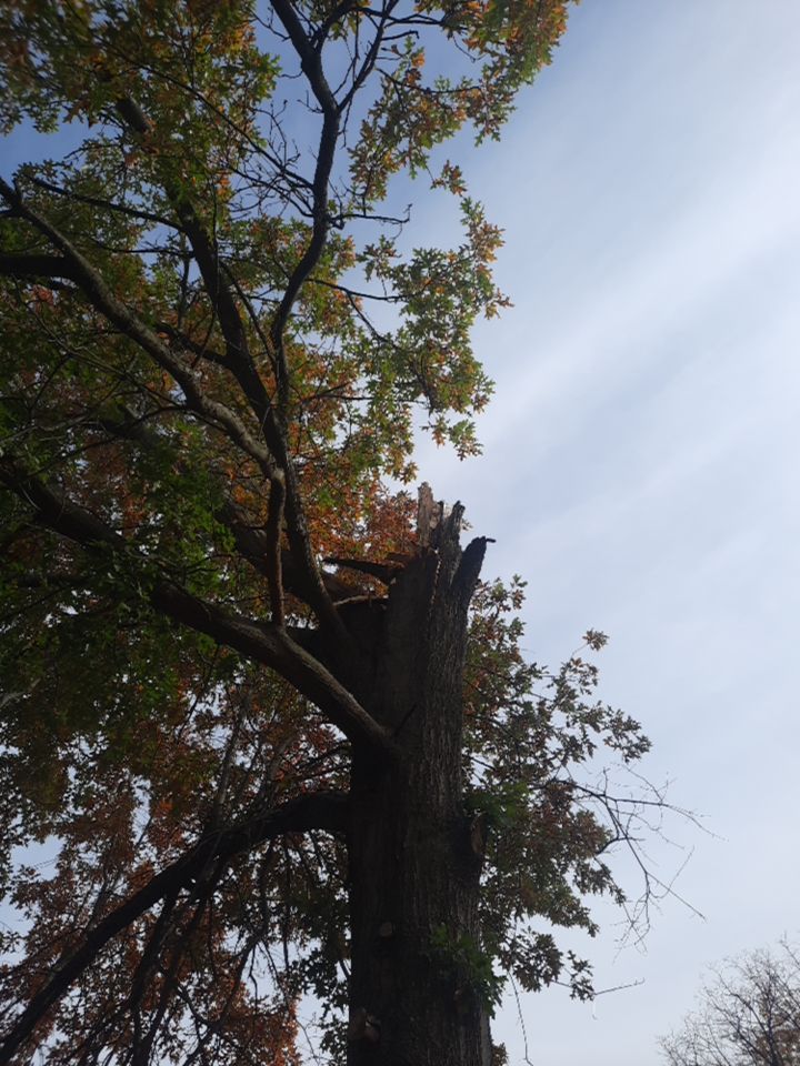 Tree Removal using Tree Removal by Mike Jones & Sons Tree Service LLC 