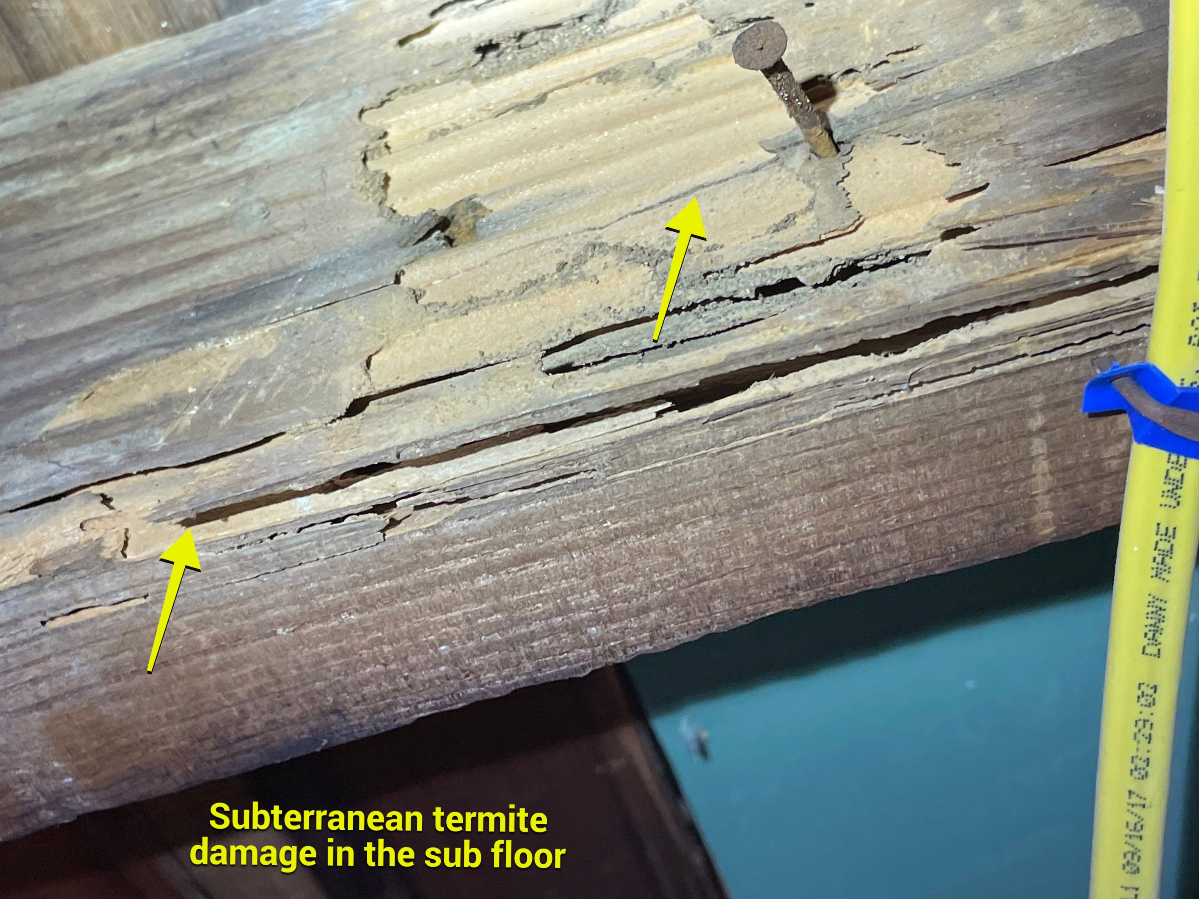 Wood Destroying Organisms Report by GLOBAL Termite Solutions