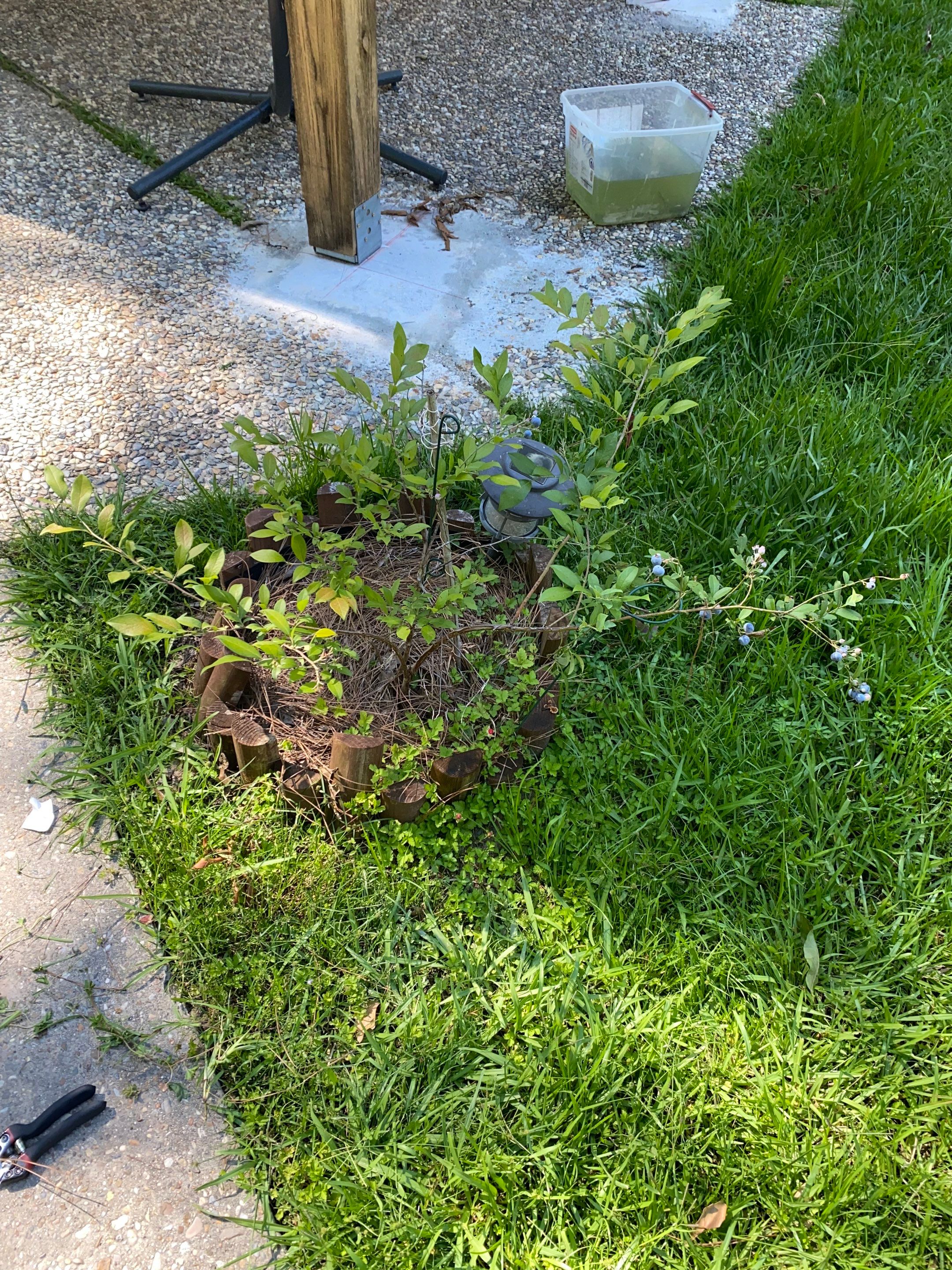 Weekly Landscaping  by College Bros Outdoor services