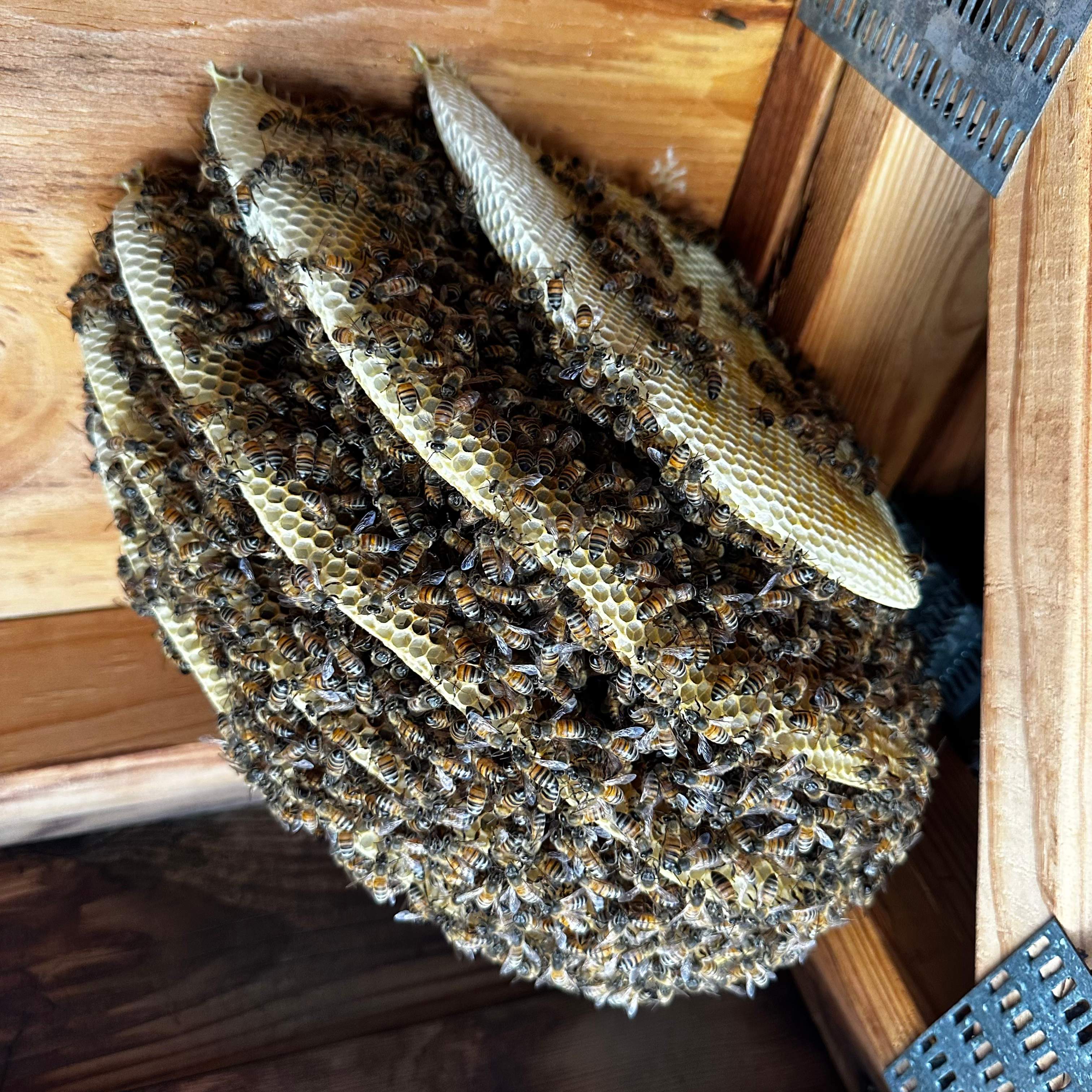 Final Beauty of 2024 by Rockwall Honey Bee Company