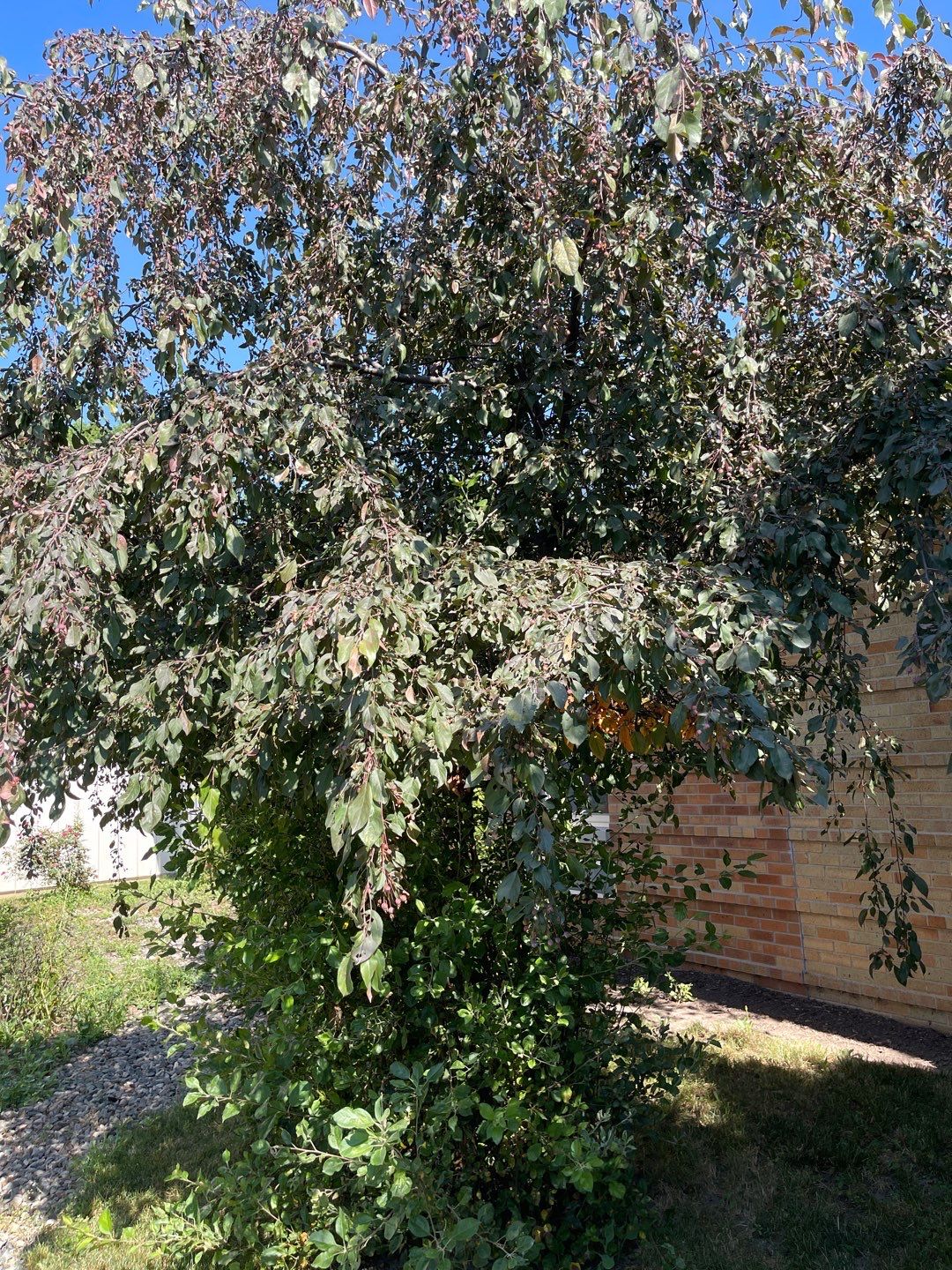 Courtyard Renovation  by Carrs lawn and landscape