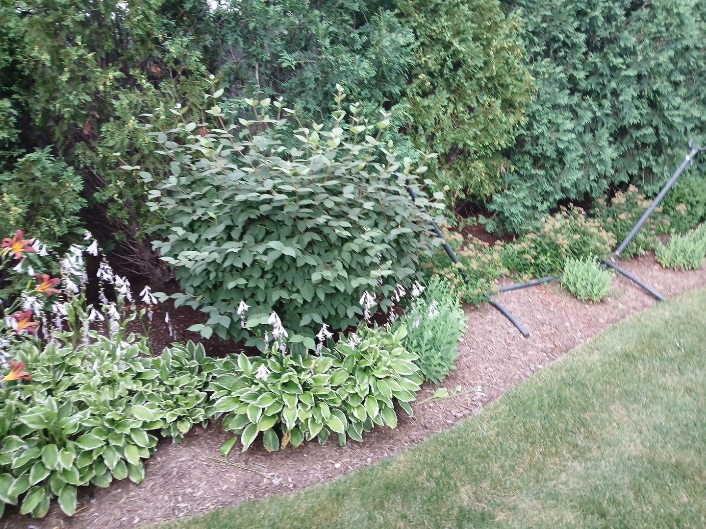 Michael I. - Glenview, IL by A&N 