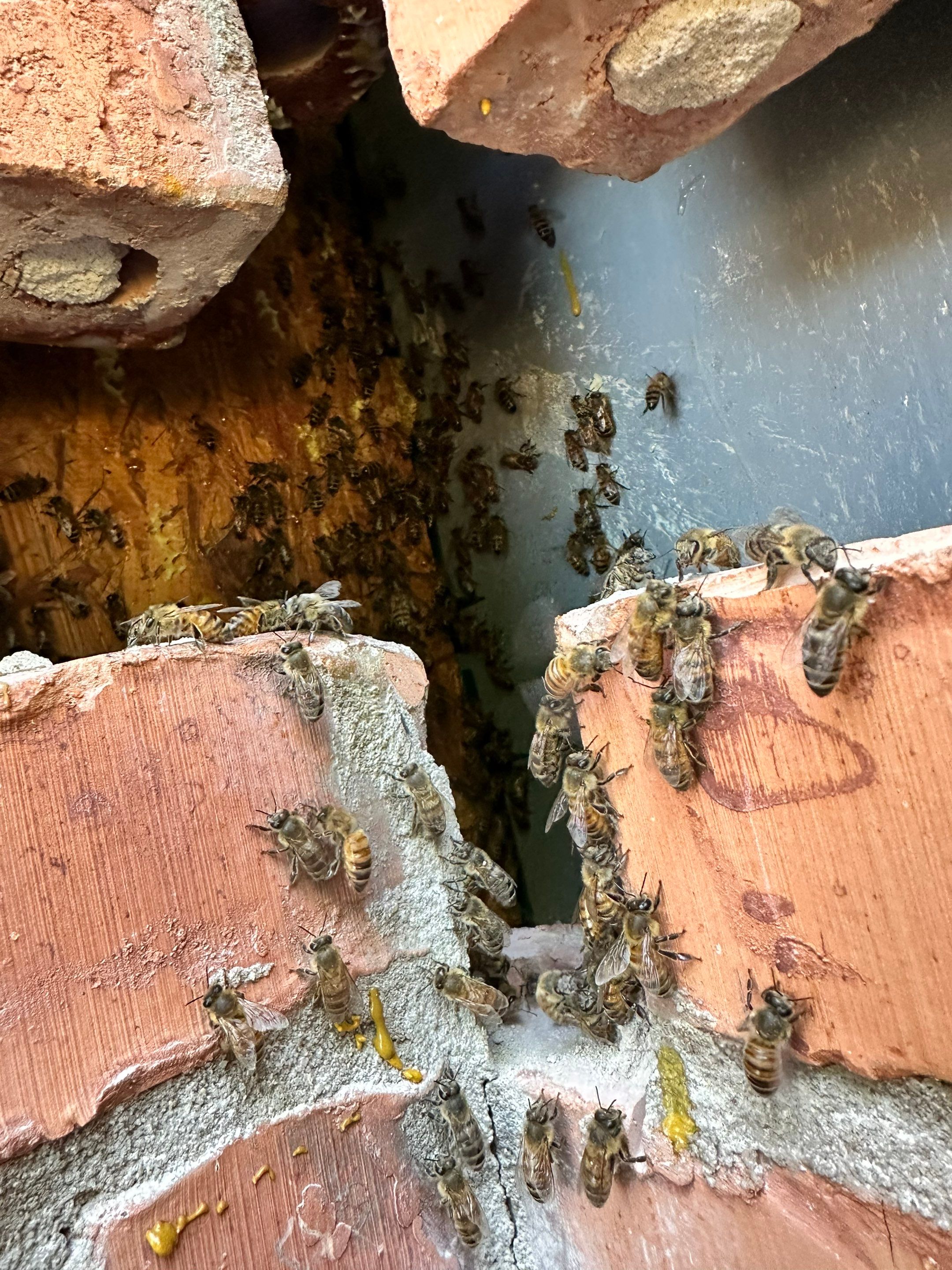 Bees Behind Bricks by Rockwall Honey Bee Company
