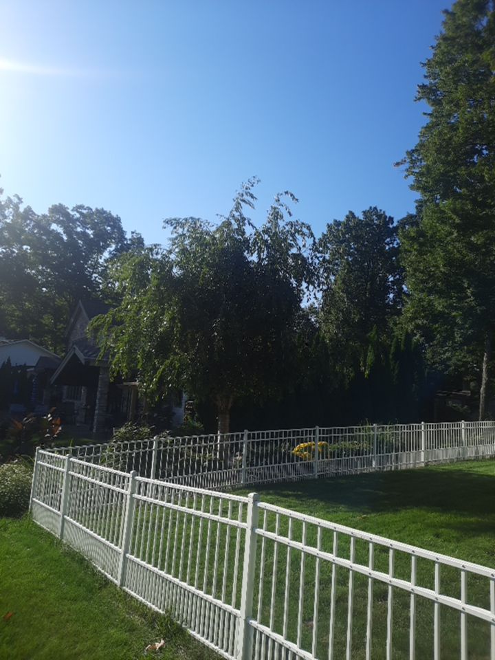 Tree Trimming using Tree Pruing by Mike Jones & Sons Tree Service LLC 