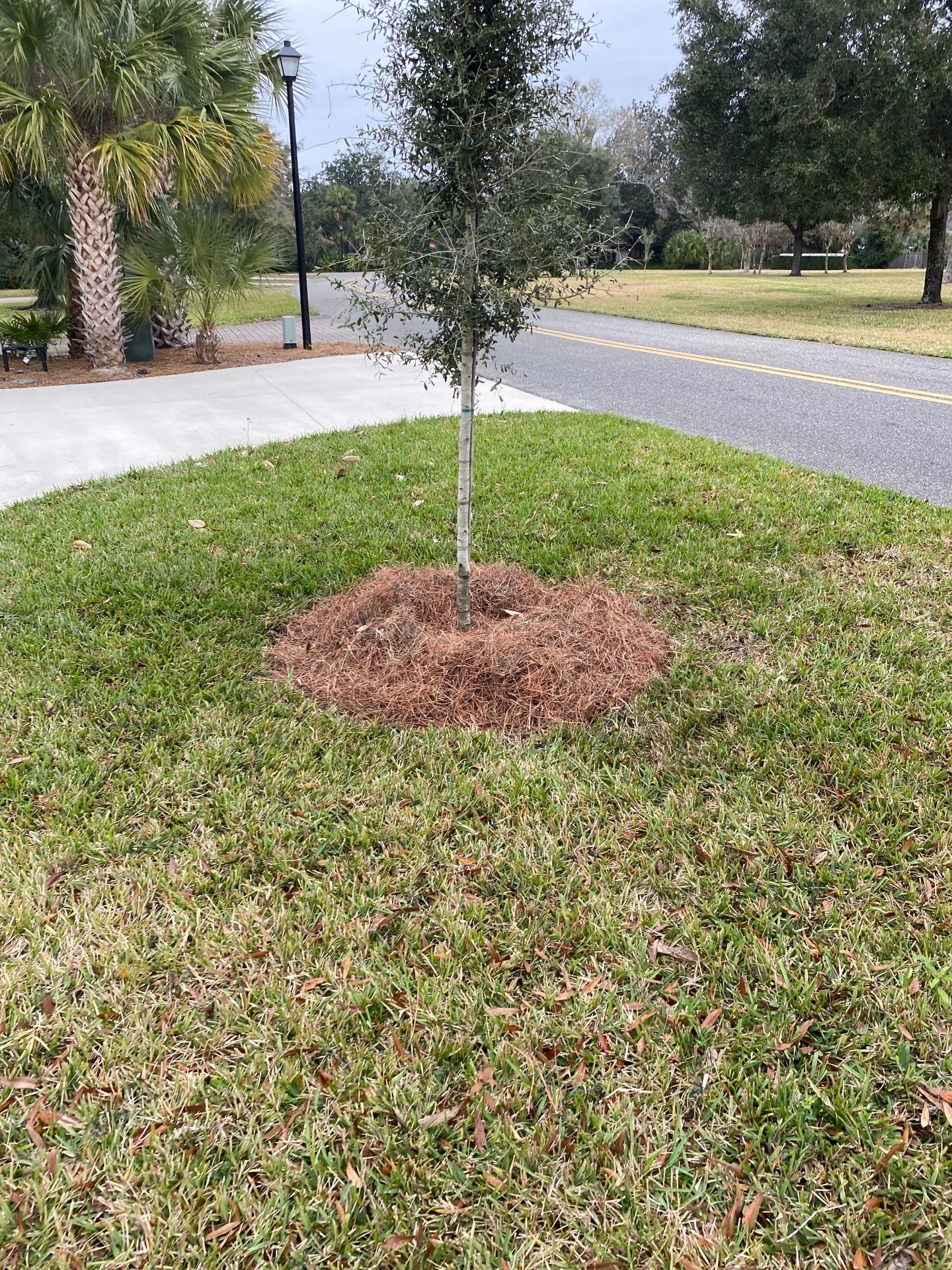 Deerwood | Live Oak Planting Project  by ProGreen Services