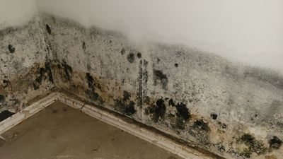 Grossly Contaminated Basement Mold