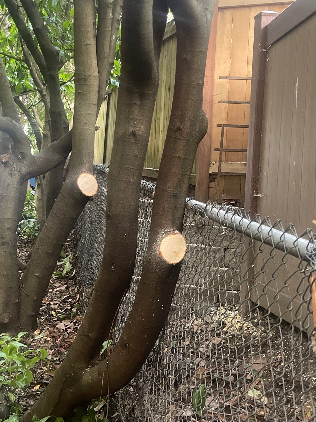 Tree Removal using Tree Removal by Mike Jones & Sons Tree Service LLC 