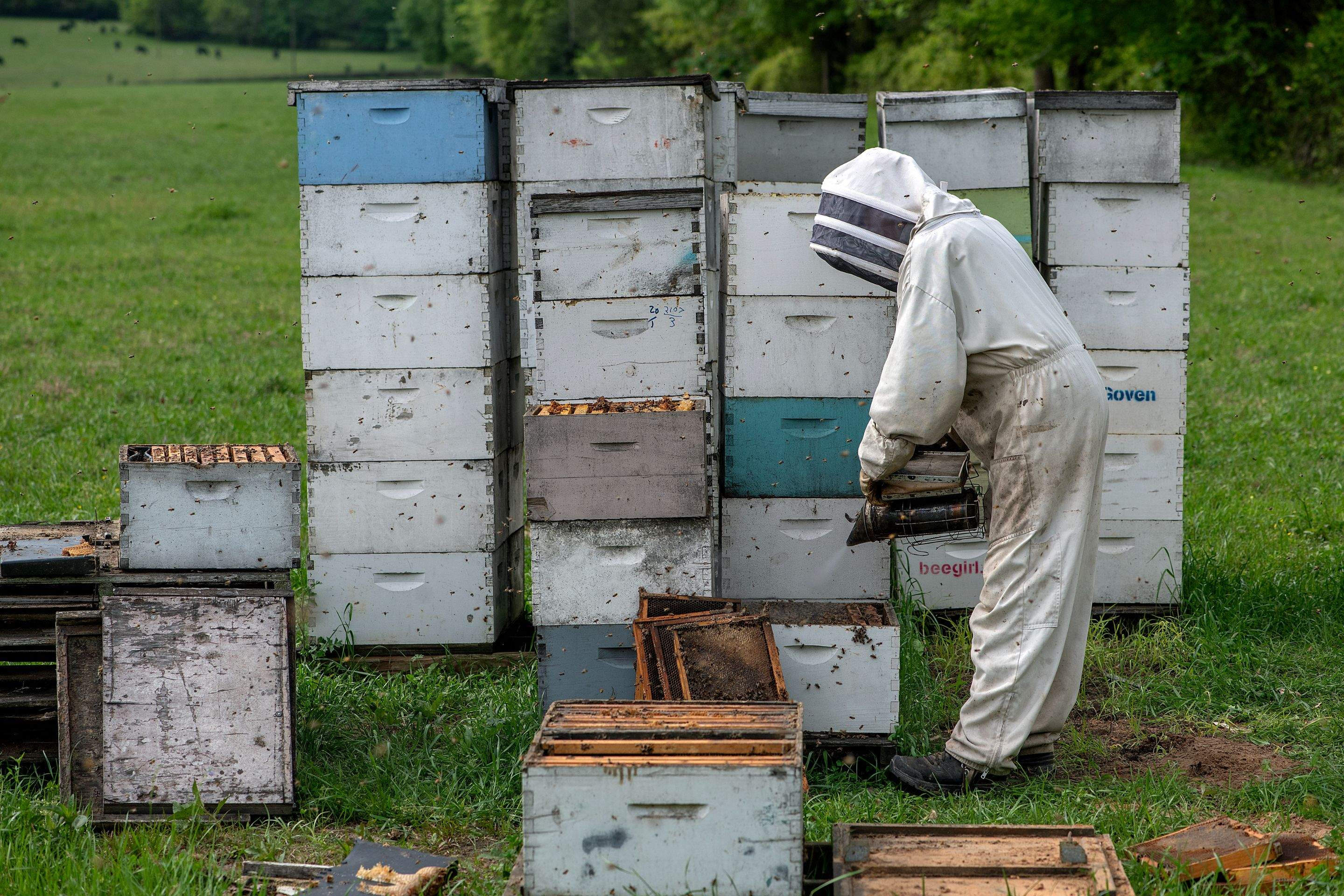 Splits in East Texas by Rockwall Honey Bee Company