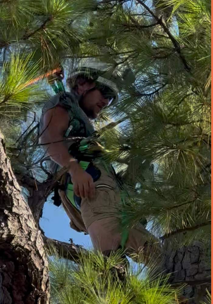 Tree Removal | Episcopal School of Jacksonville by ProGreen Services