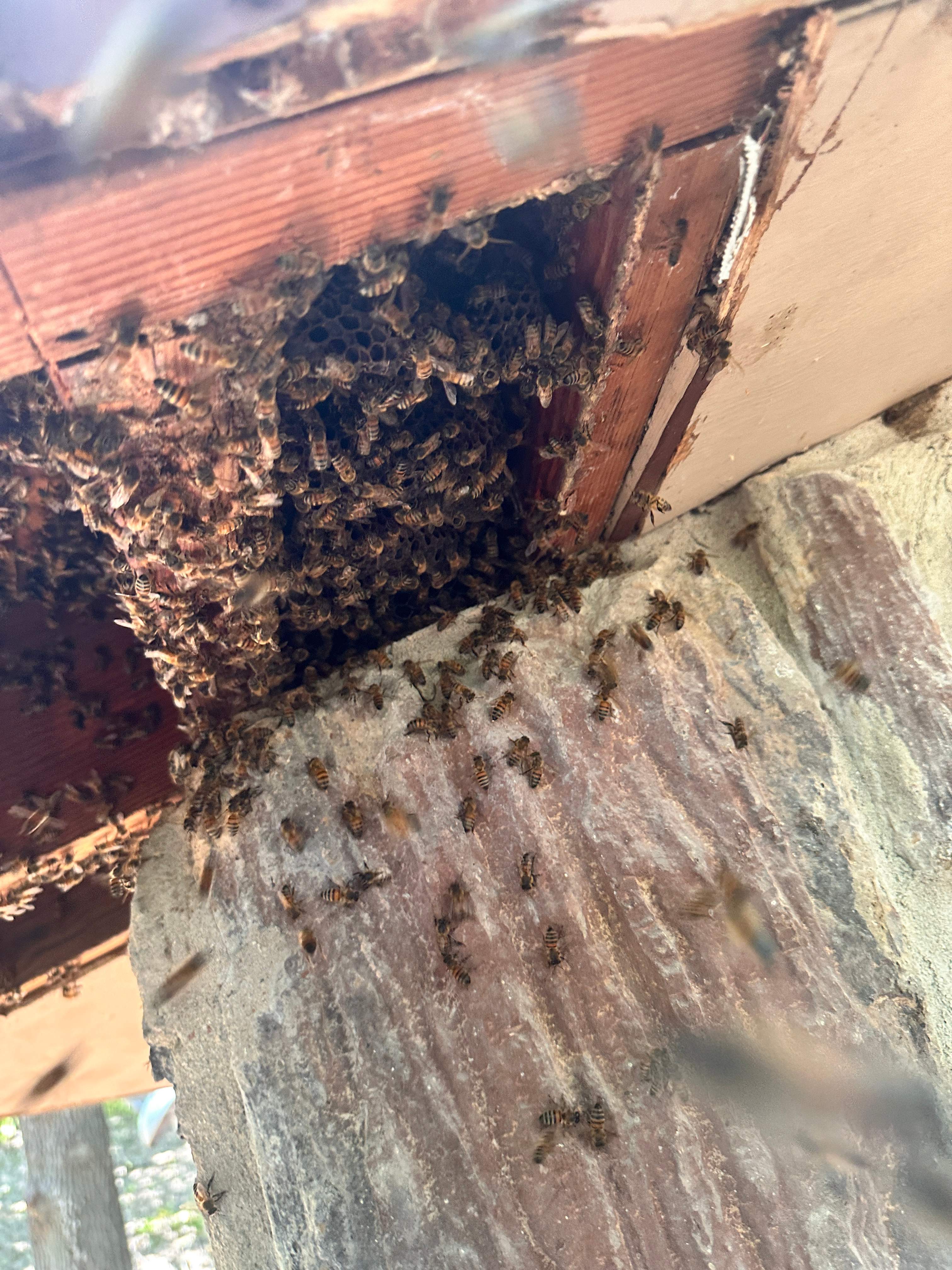 Abandoned Home by Rockwall Honey Bee Company