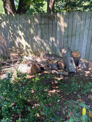 Storm Damaged Tree Removal  using Tree Removal