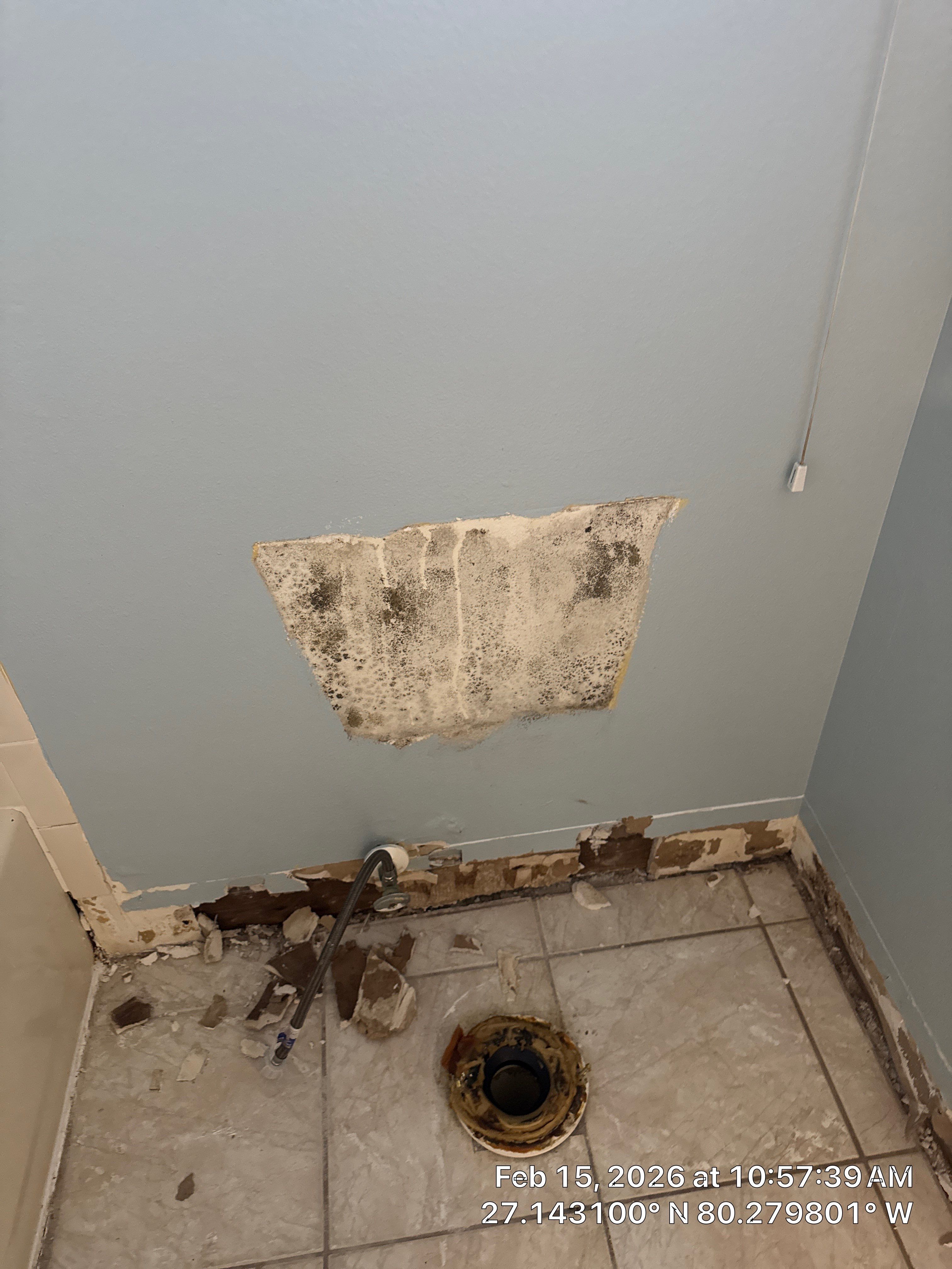 mold by SuperClean