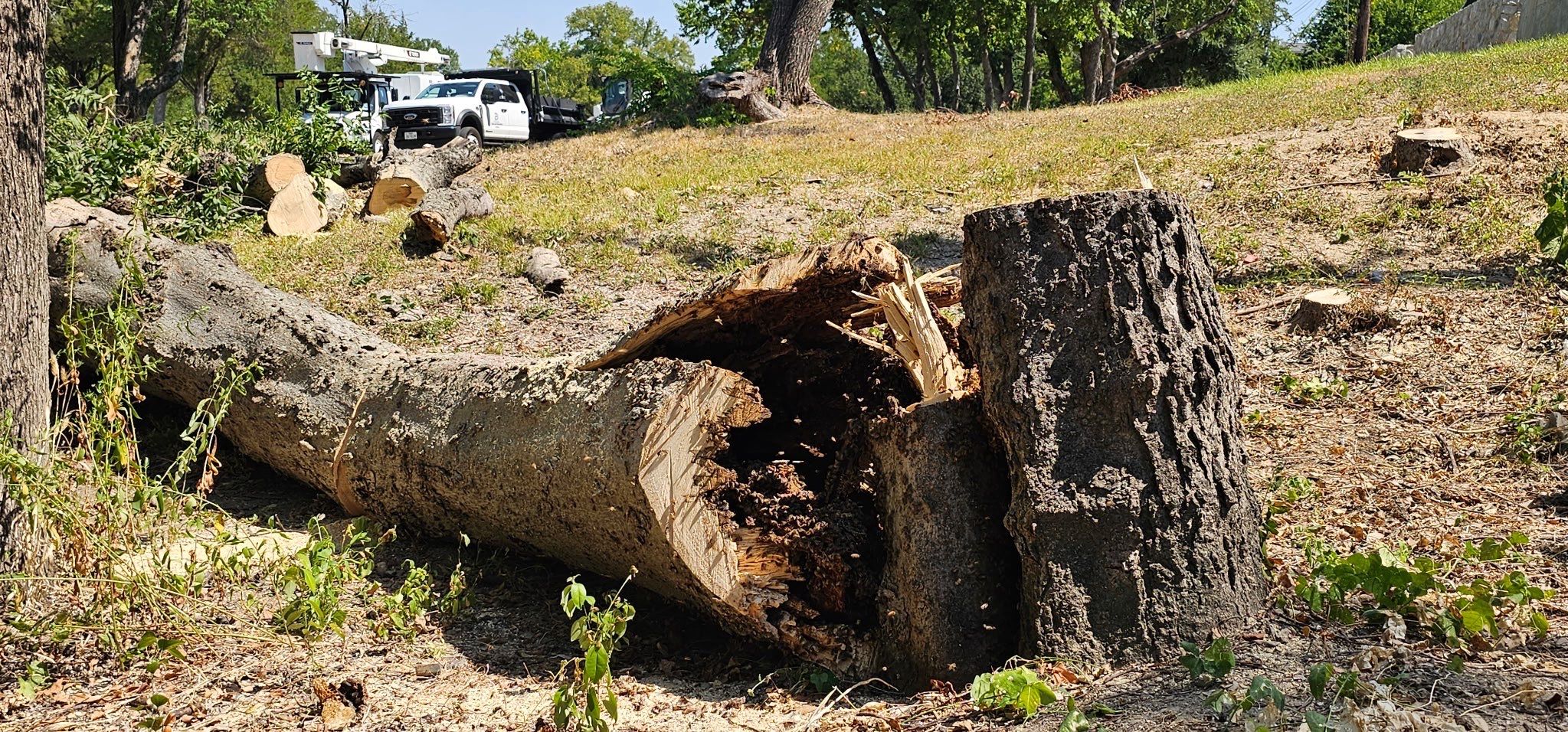 White Rock Tree by Rockwall Honey Bee Company