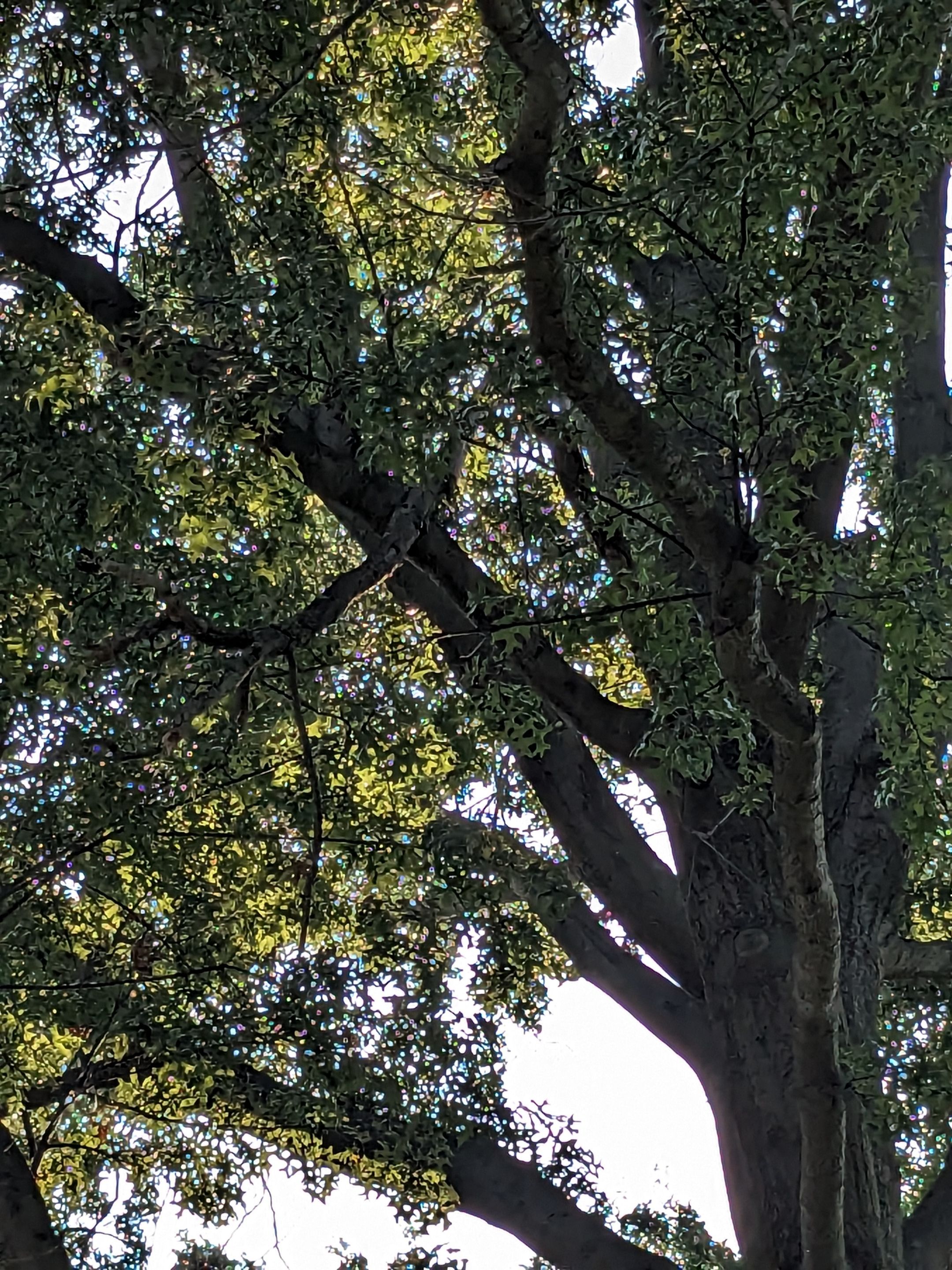 Tree Trimming using Tree Pruing by Mike Jones & Sons Tree Service LLC 