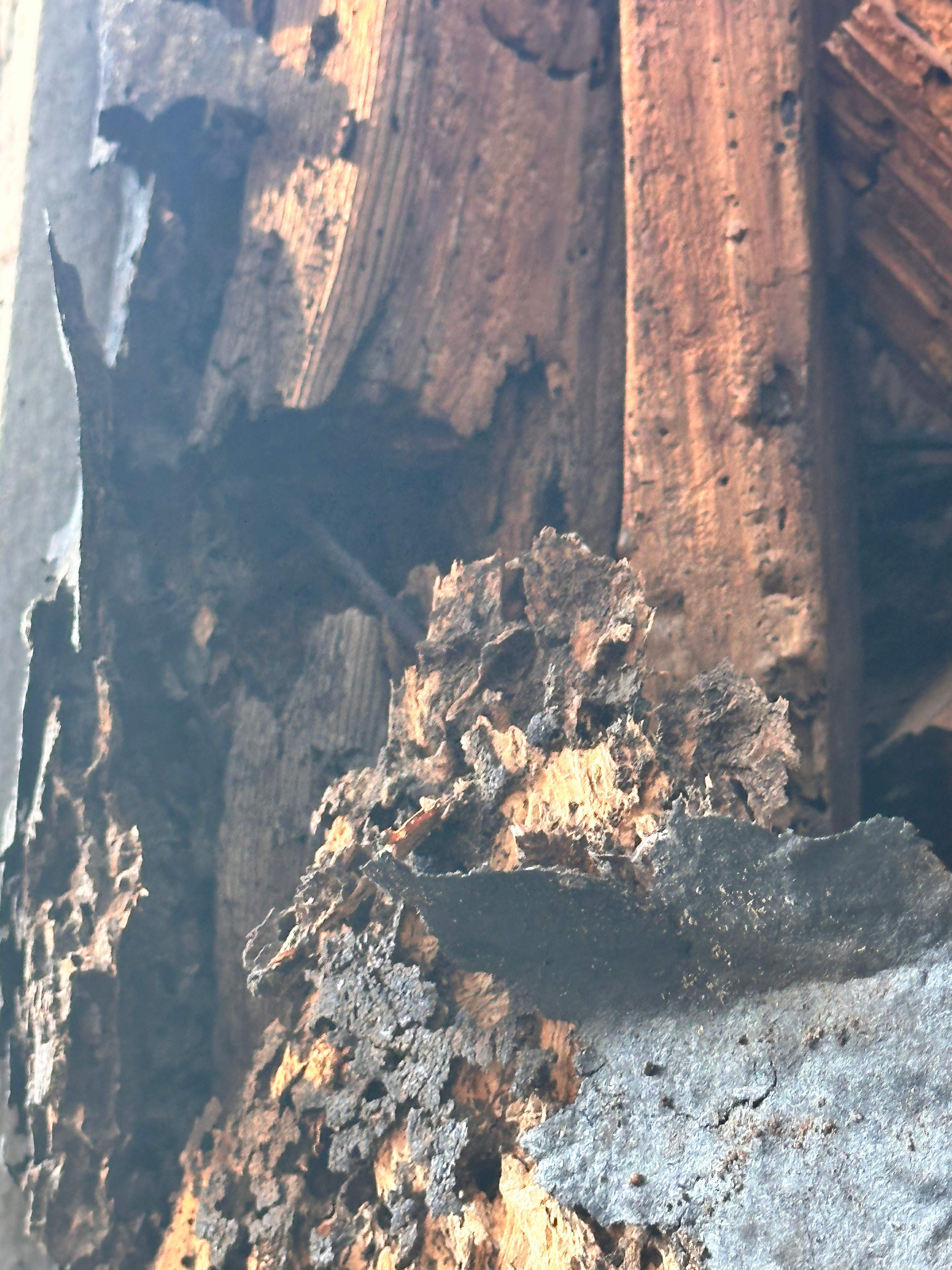 Scary Pergola by Rockwall Honey Bee Company