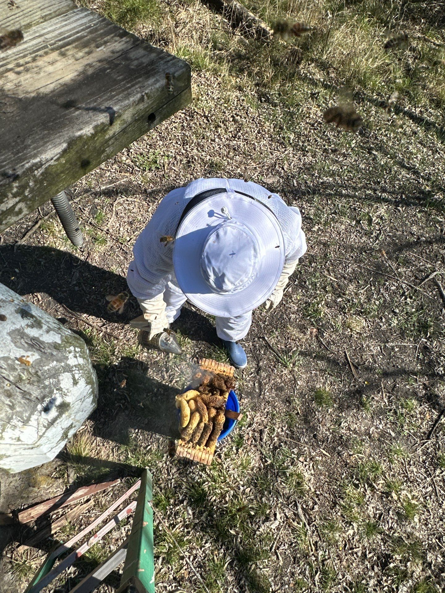 Honey bee hives in trees.. right here in Rockwall! by Rockwall Honey Bee Company