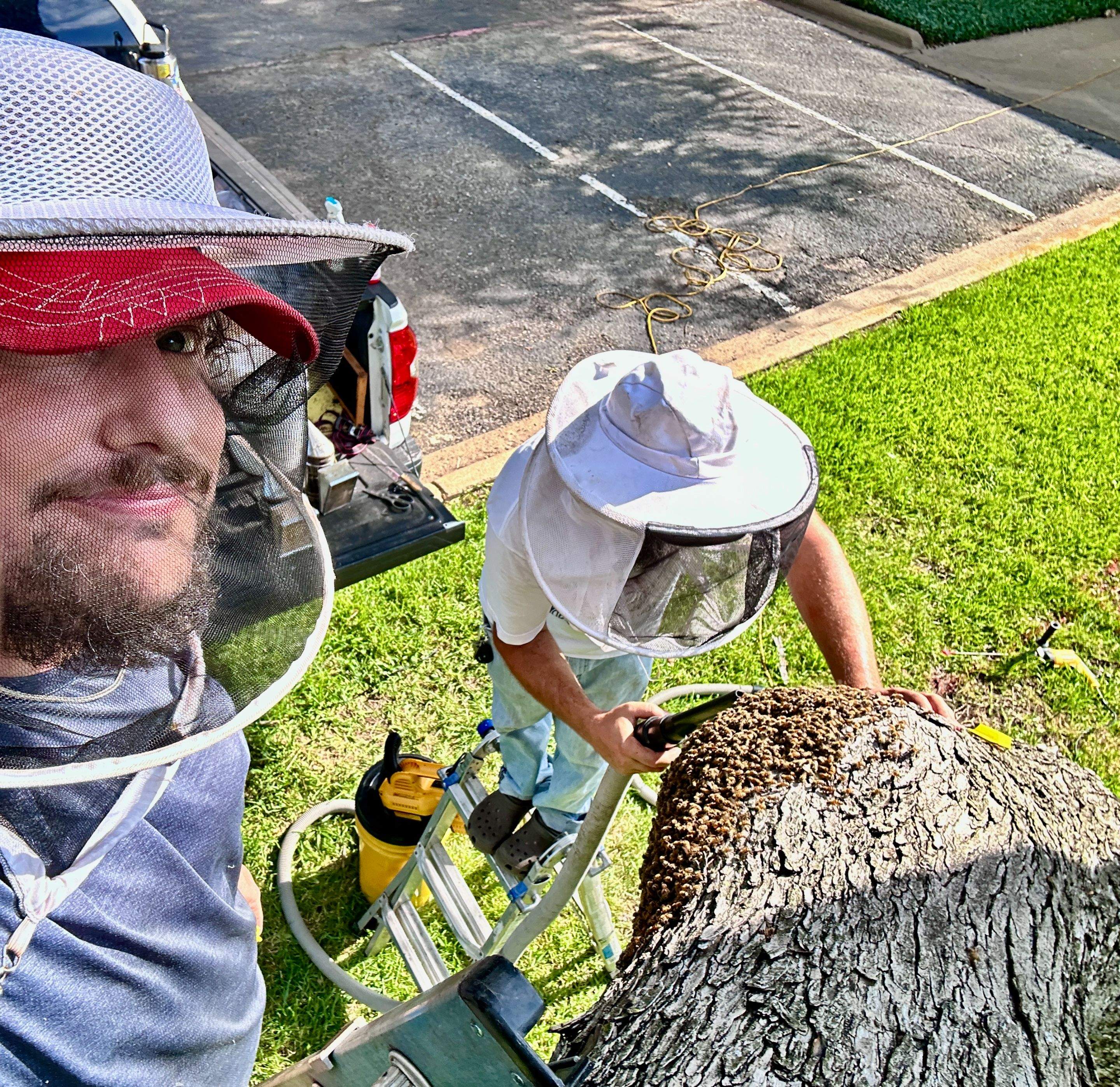 Favorite Tree Job by Rockwall Honey Bee Company