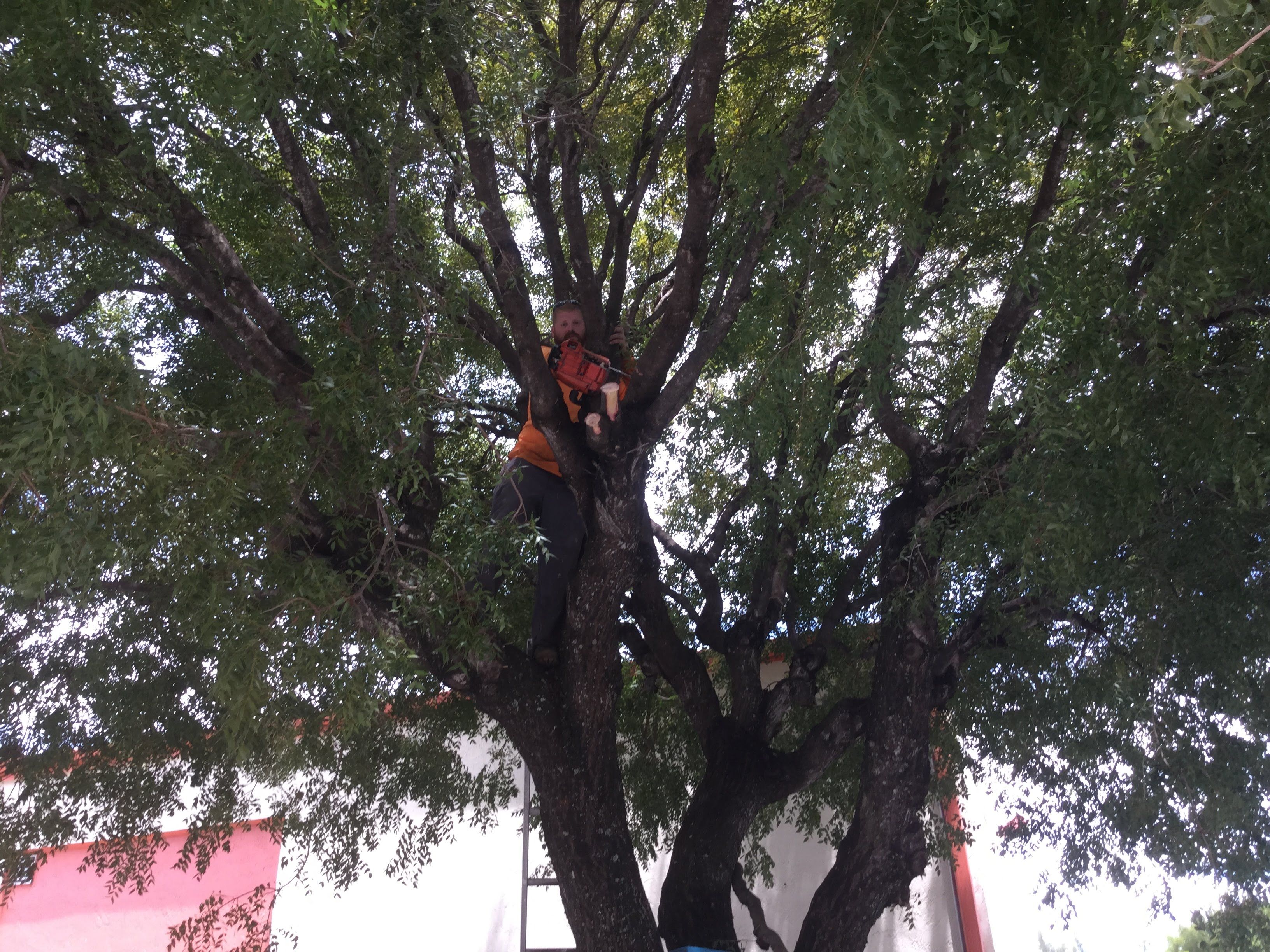 Commercial Tree Trimming & Debris Removal by
M.A.B. Landscaping & Property Maintenance