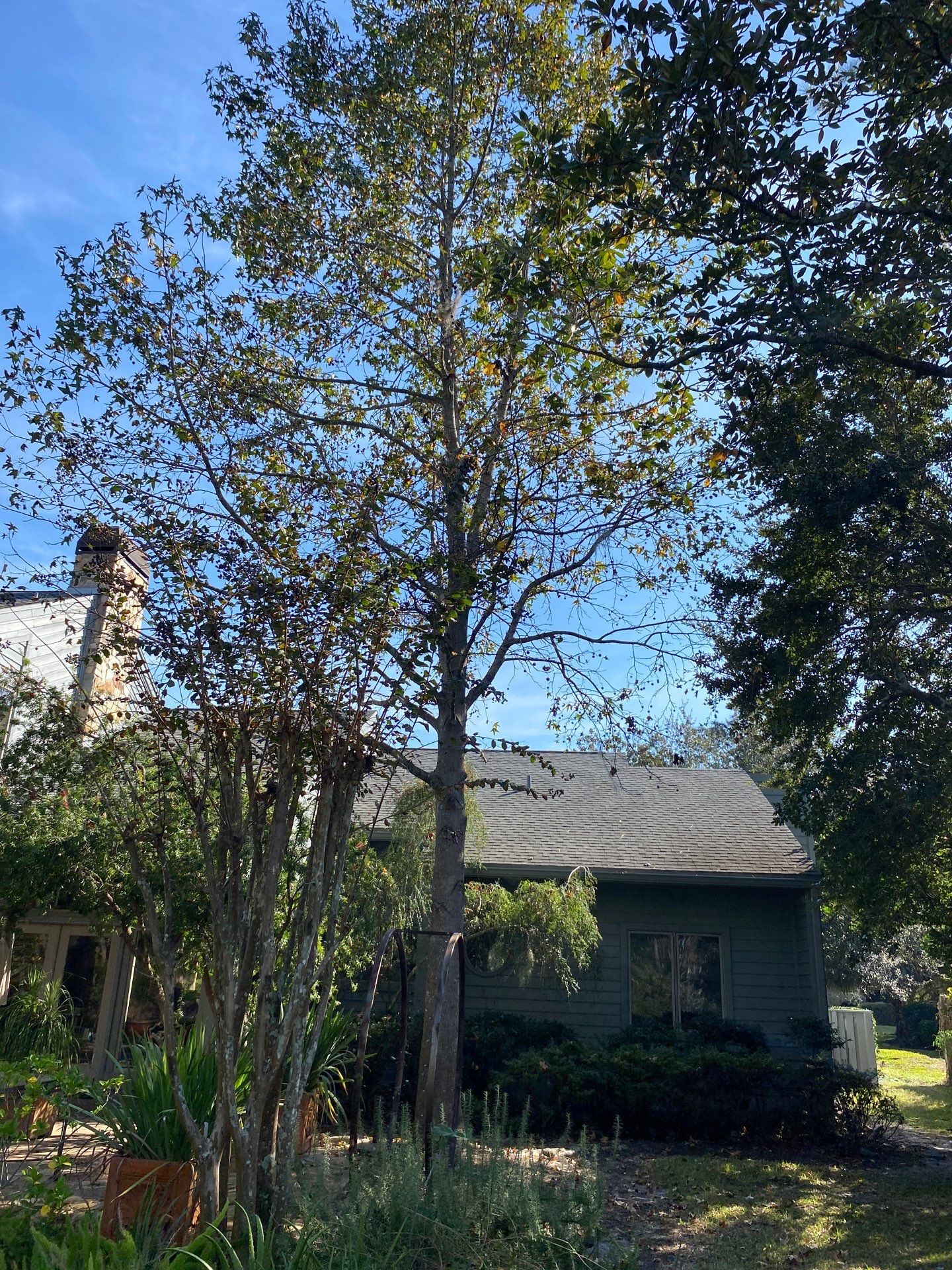 Deerwood Resident | Tree Trimming & Removal by ProGreen Services