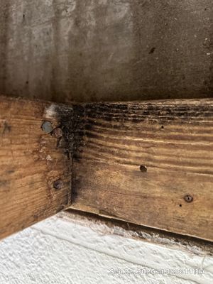 Flood Damage Cleanup — Bonita Springs, FL