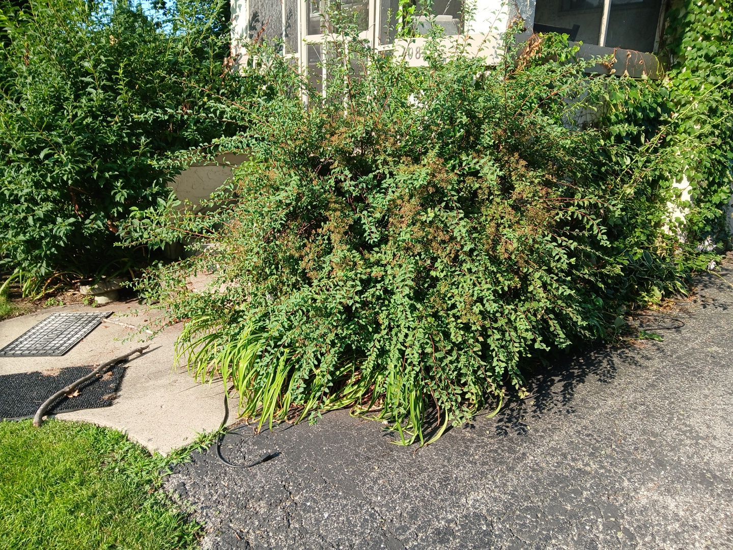 Suzanne V. - Mount Prospect, IL by A&N 