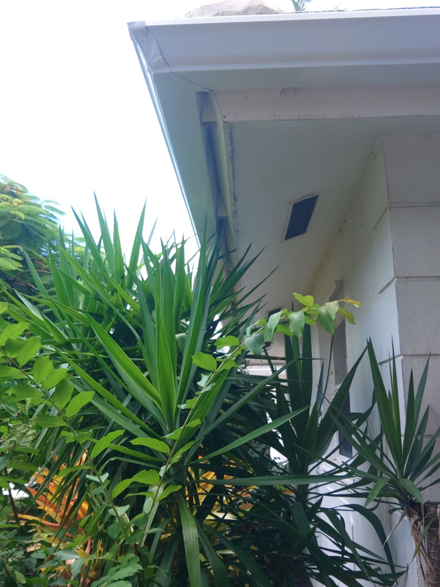 K-Style Seamless Gutter Installation using 3X4 Elbow Downspout in Marco Island, FL  by Gutter Professors