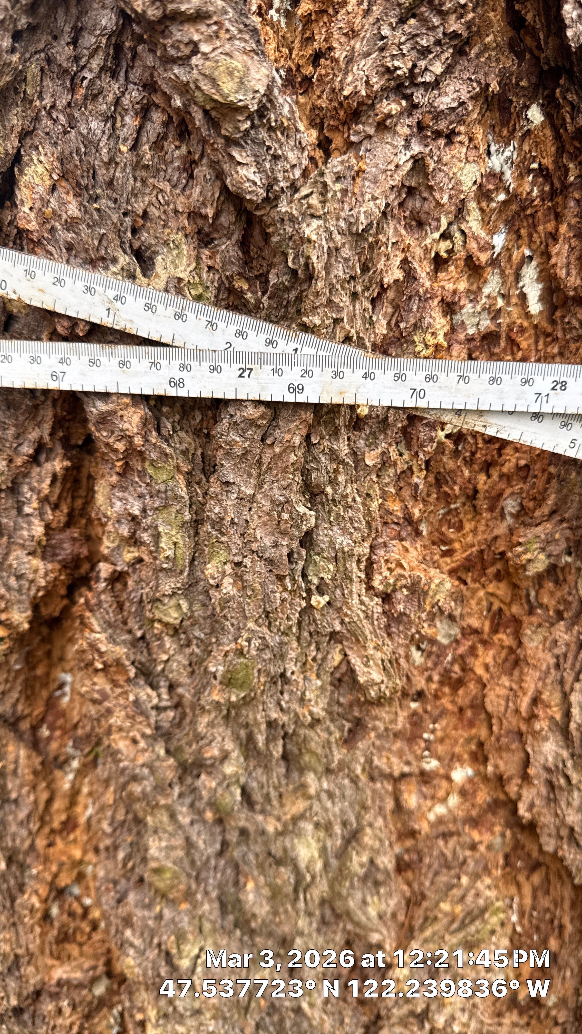 Hazardous Douglas-Fir Tree Removal and Tree Risk Assessment in Mercer Island, WA by Sound Tree Care LLC