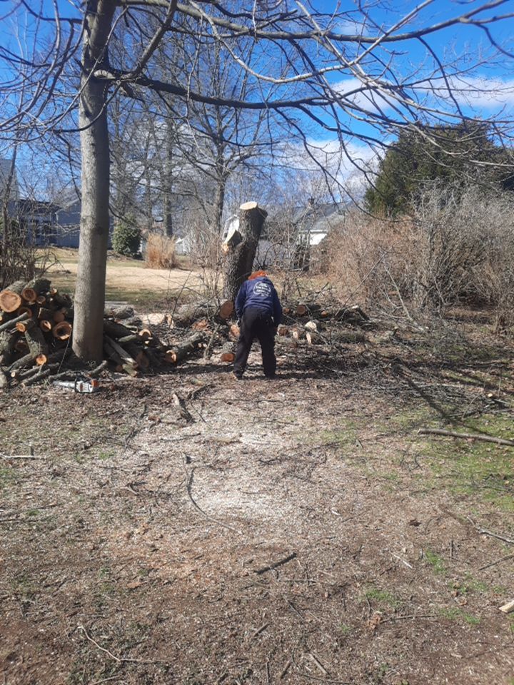 Tree Removal using Tree Removal by Mike Jones & Sons Tree Service LLC 