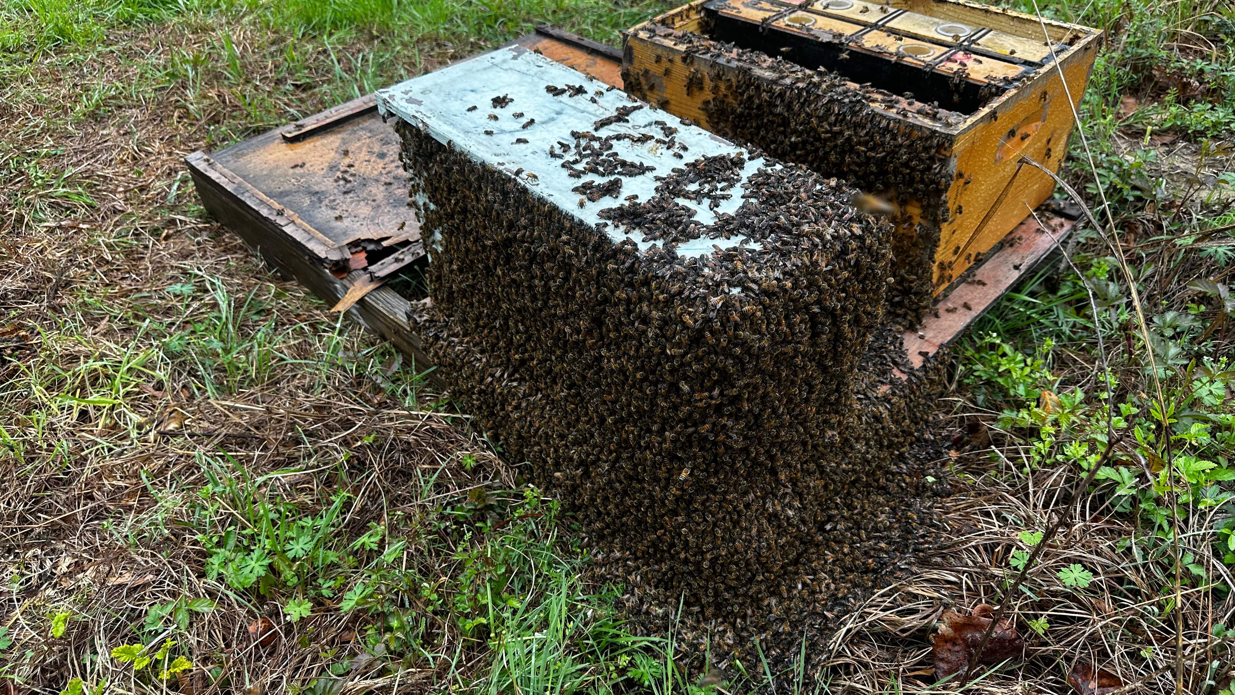 BeeGirl ETX HQ by Rockwall Honey Bee Company