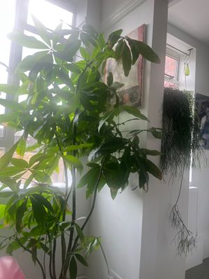 London Residential Interior Refresh and Indoor Plant Installation