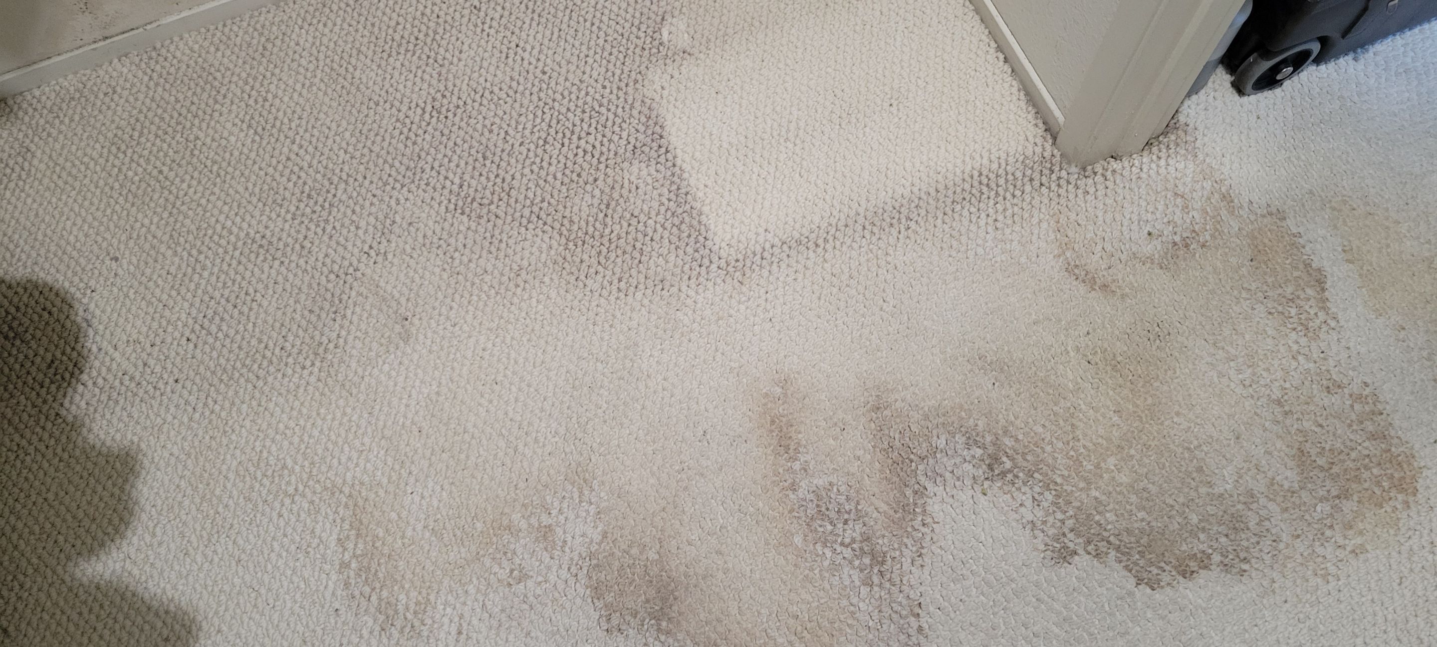 Carpet Restoration after Water Damage by Ardent Carpet Restore LLC