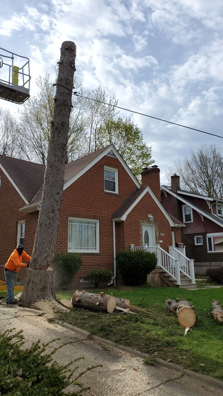 Tree Removal using Tree Removal by Mike Jones & Sons Tree Service LLC 