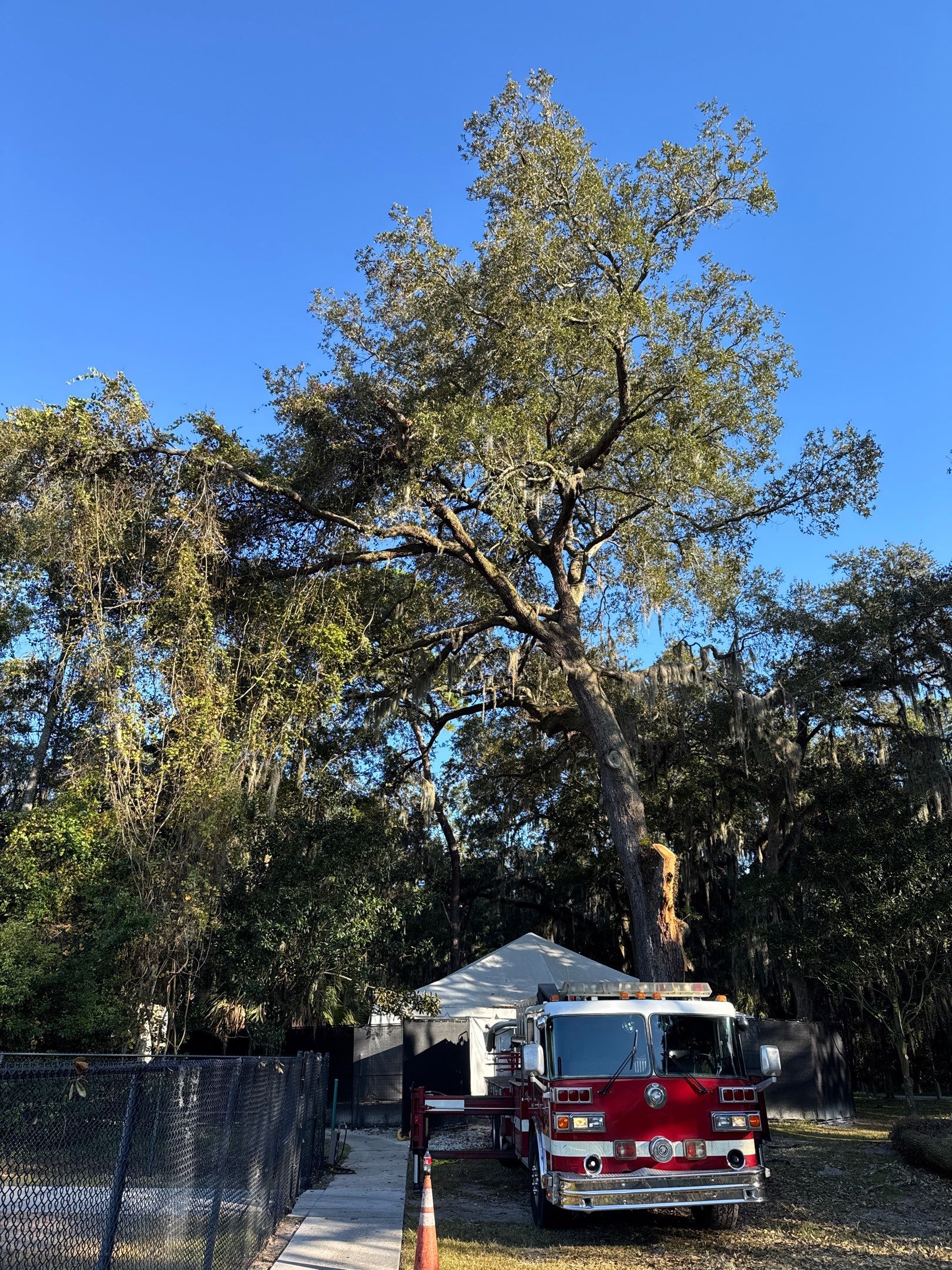 Episcopal | Large Tree Removal by ProGreen Services