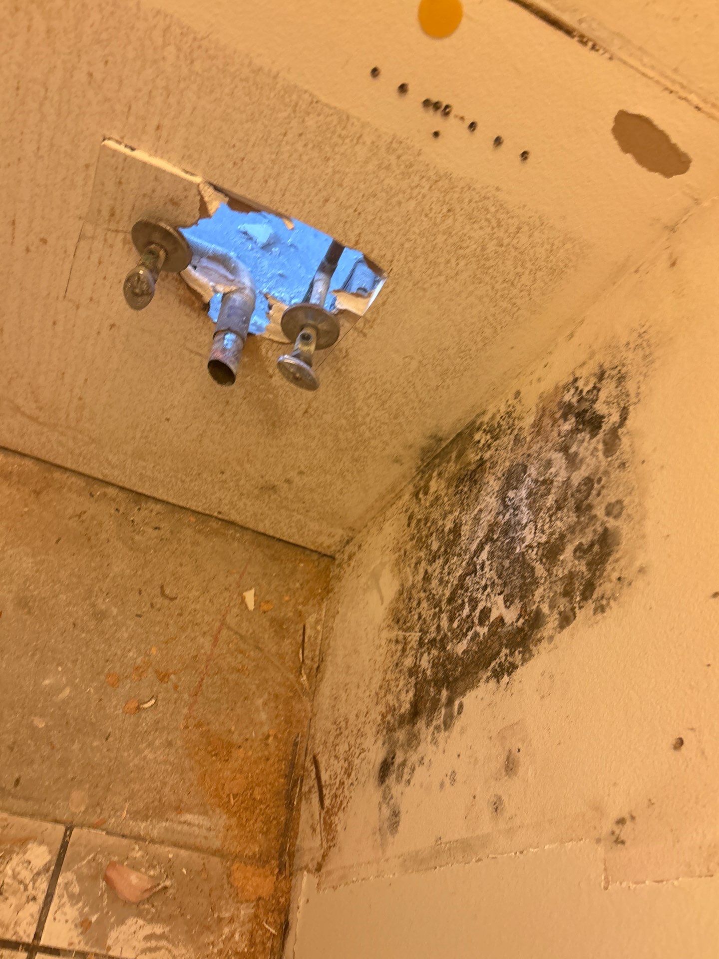 Mold Remediation In Sarasota by Ampm Restoration Services