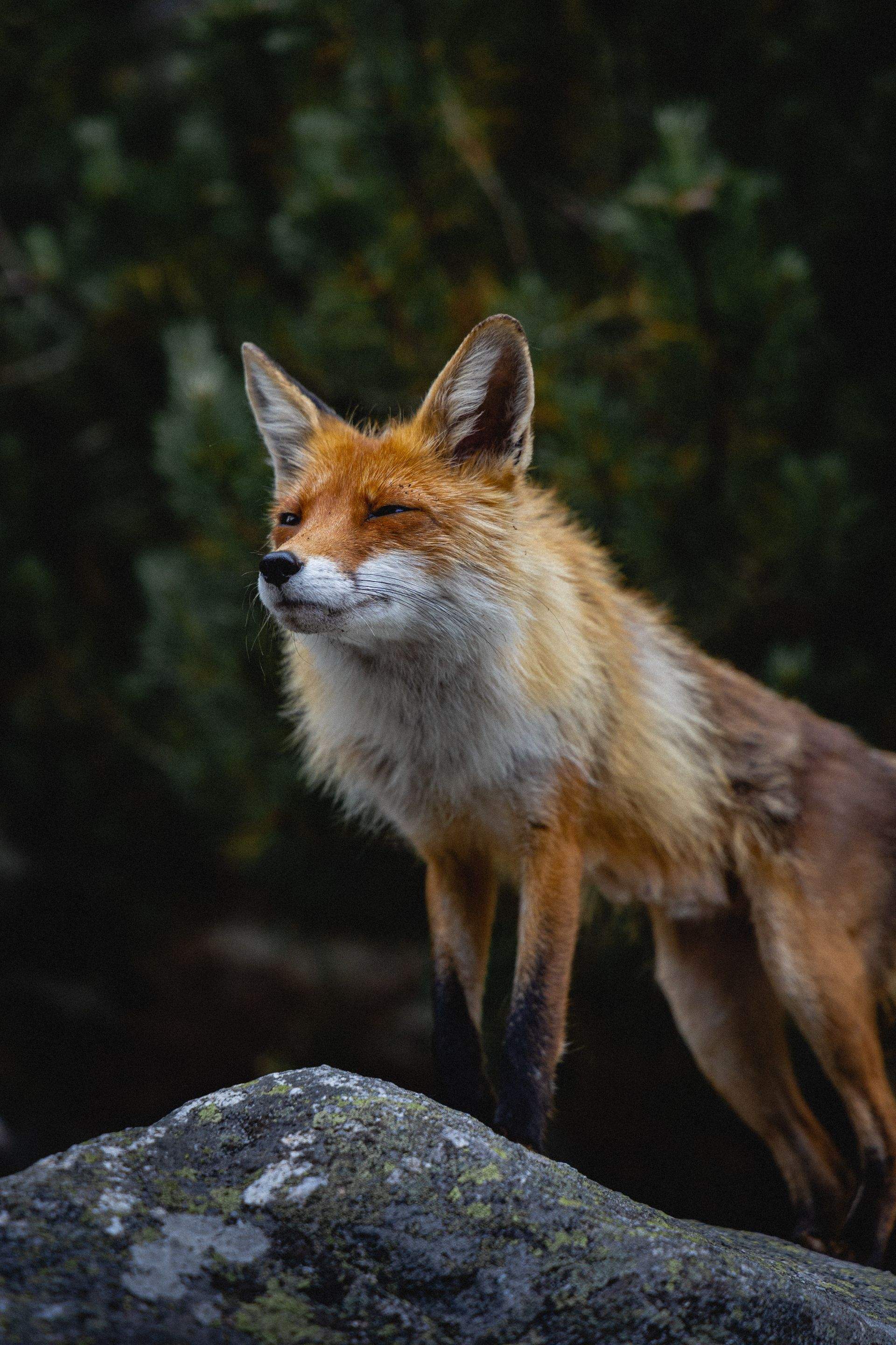 Animals using Ruby by CompanyCam