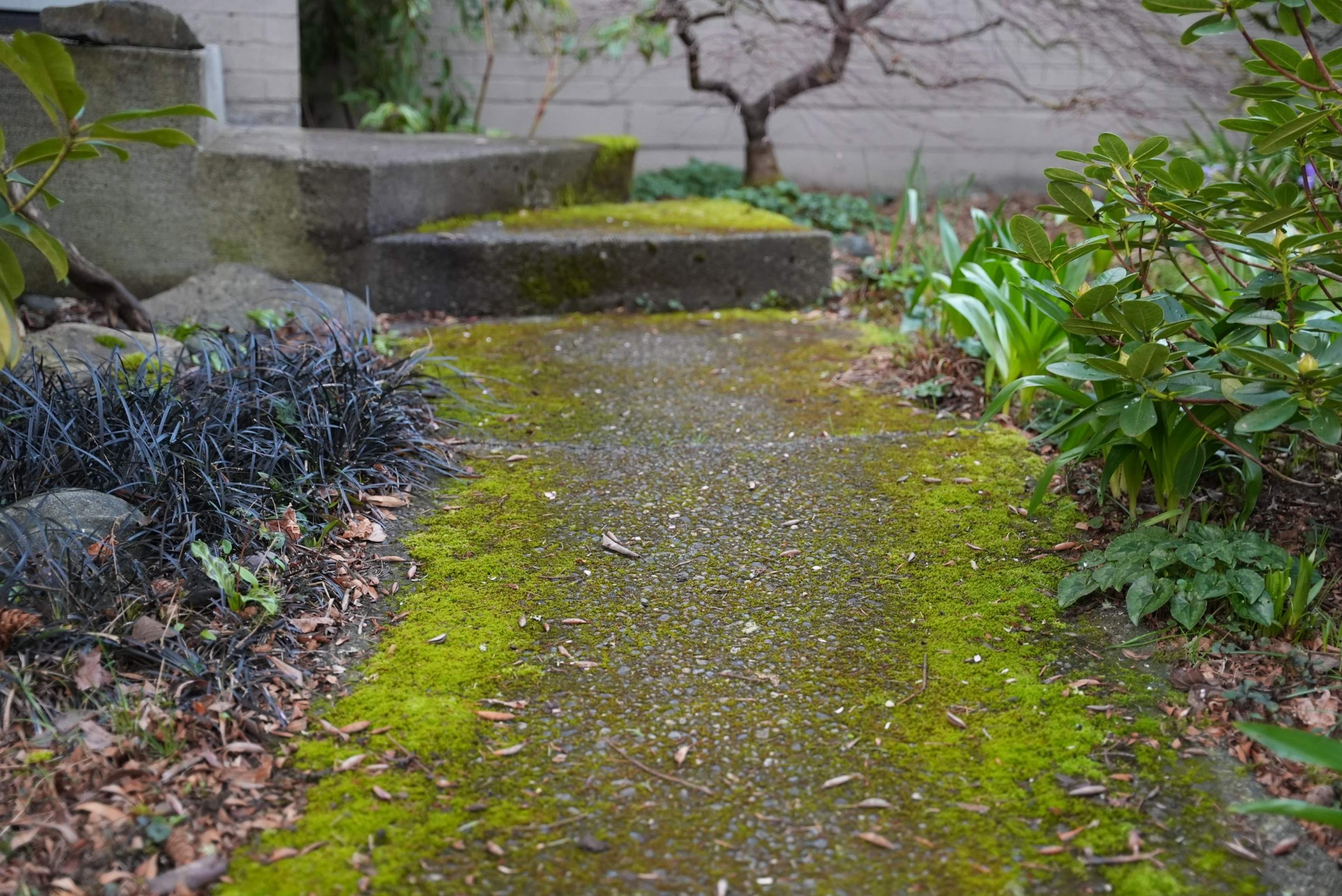 Pavers Driveway & Walkway with Concrete Lip | Seattle  by Jireh Asphalt & Concrete Inc 