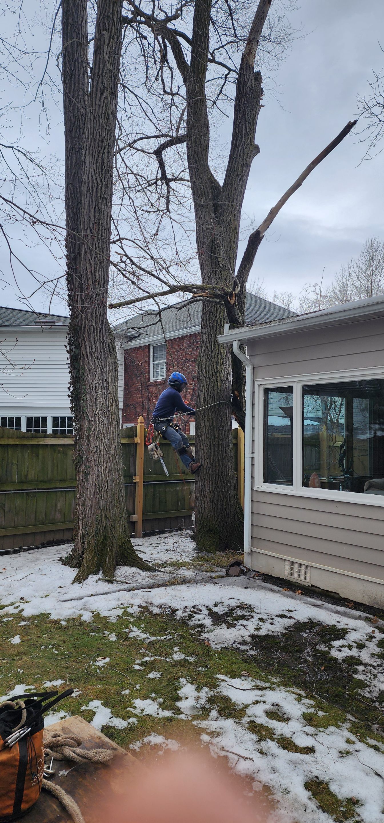 Emergency Job: Climber & Insurance Photos by Treeman Tom LLC
