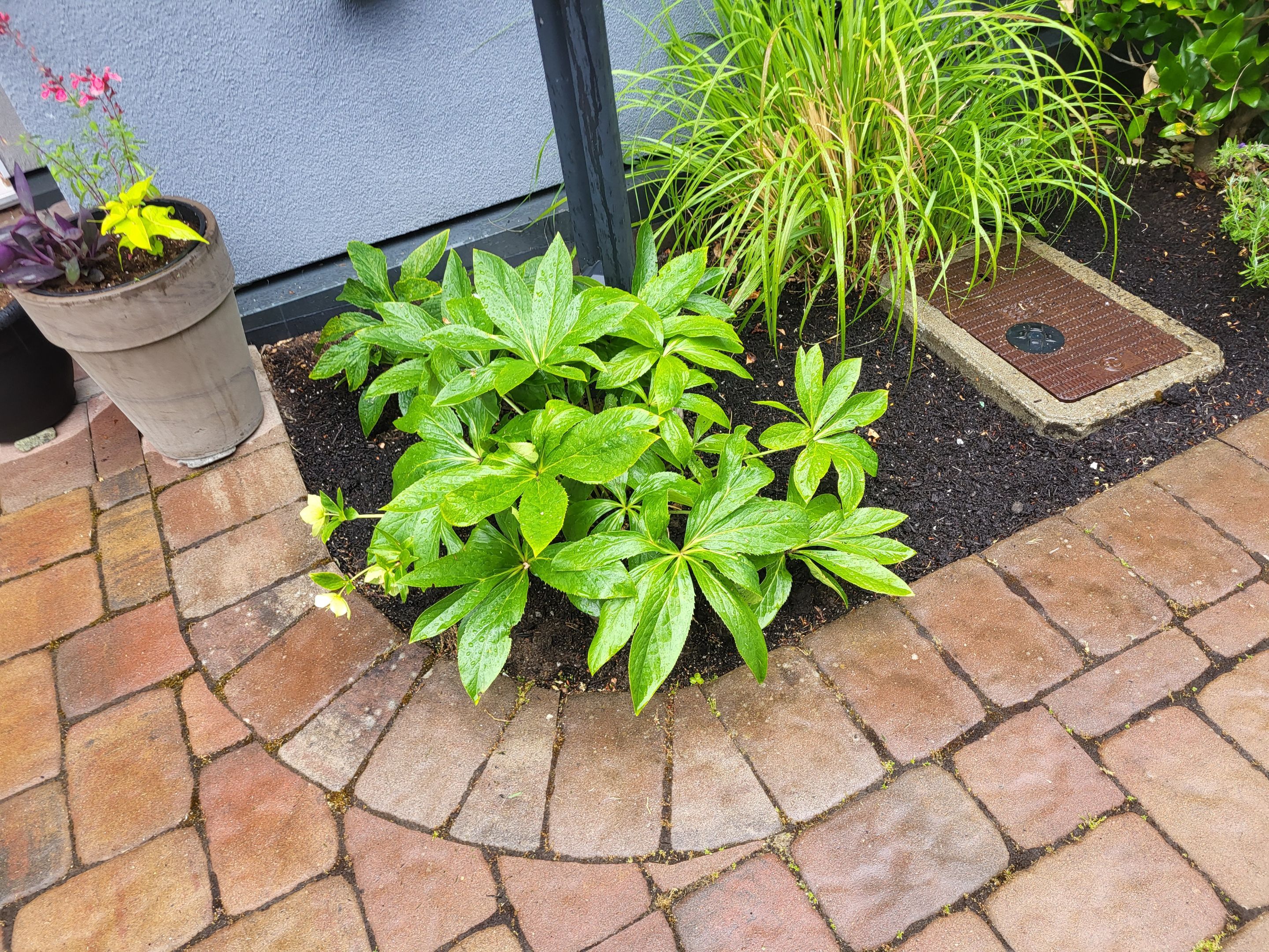 Sea Haven — Year-Round Strata Landscape Care by Habanero Landscape Solutions