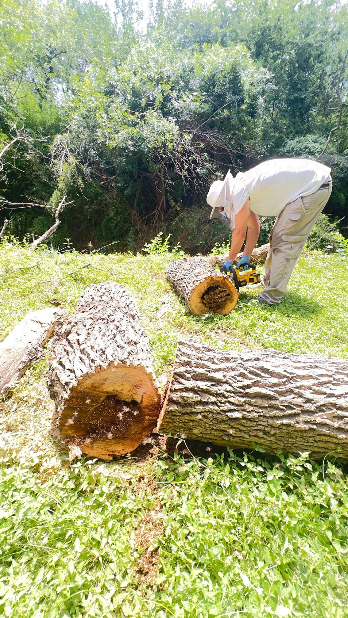 Two Trees One Yard by Rockwall Honey Bee Company