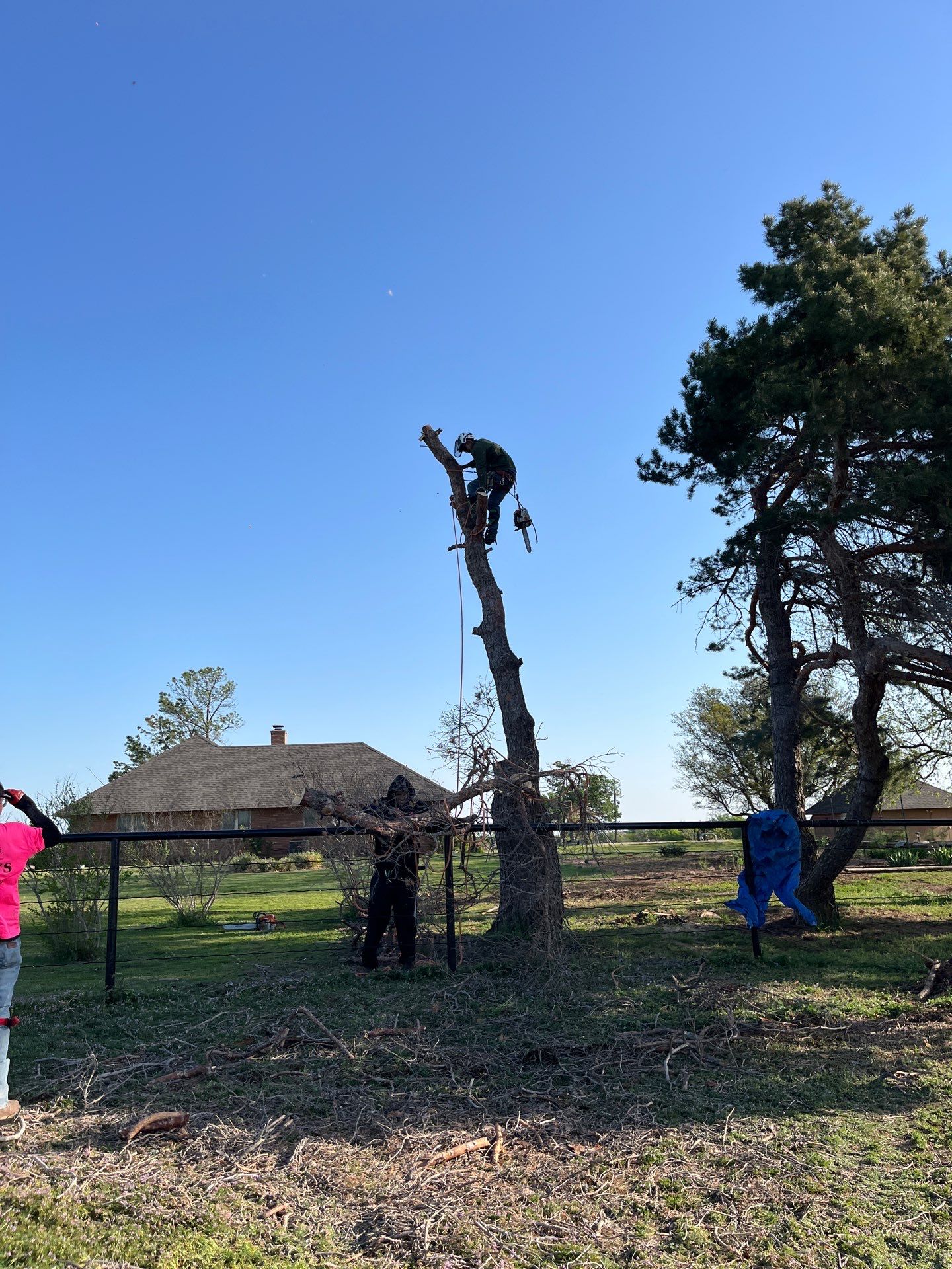 Tree Removal by Clays Services Inc