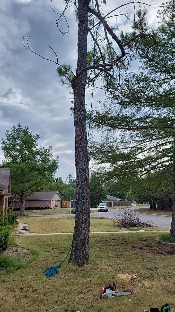 Tree removal , Concrete, Pergola, and sod install  by Clays Services Inc